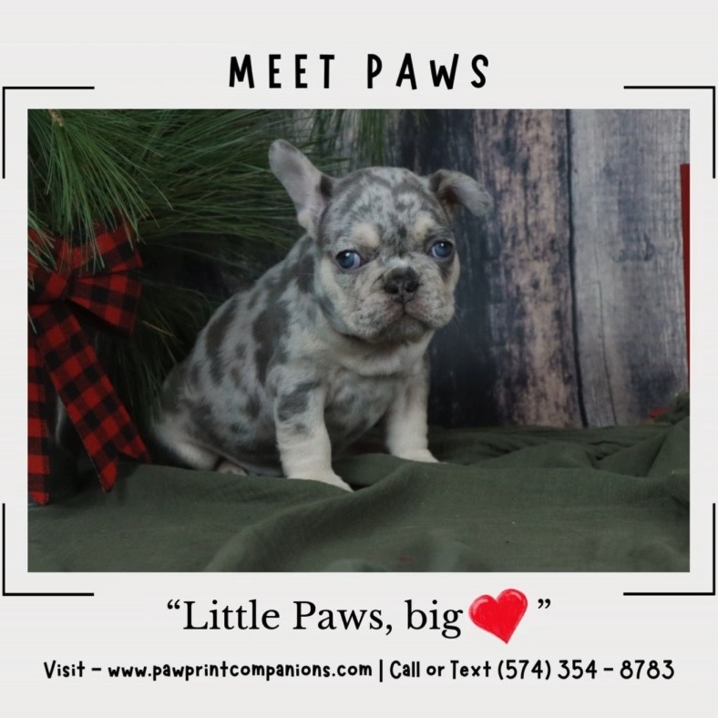 "Adorable Frenchie puppies spreading smiles one wiggle at a time! 🐾💖 Get ready for some serious cuteness overload. 😍 #FrenchieLove #PuppySnuggles #CuteAndCuddly"