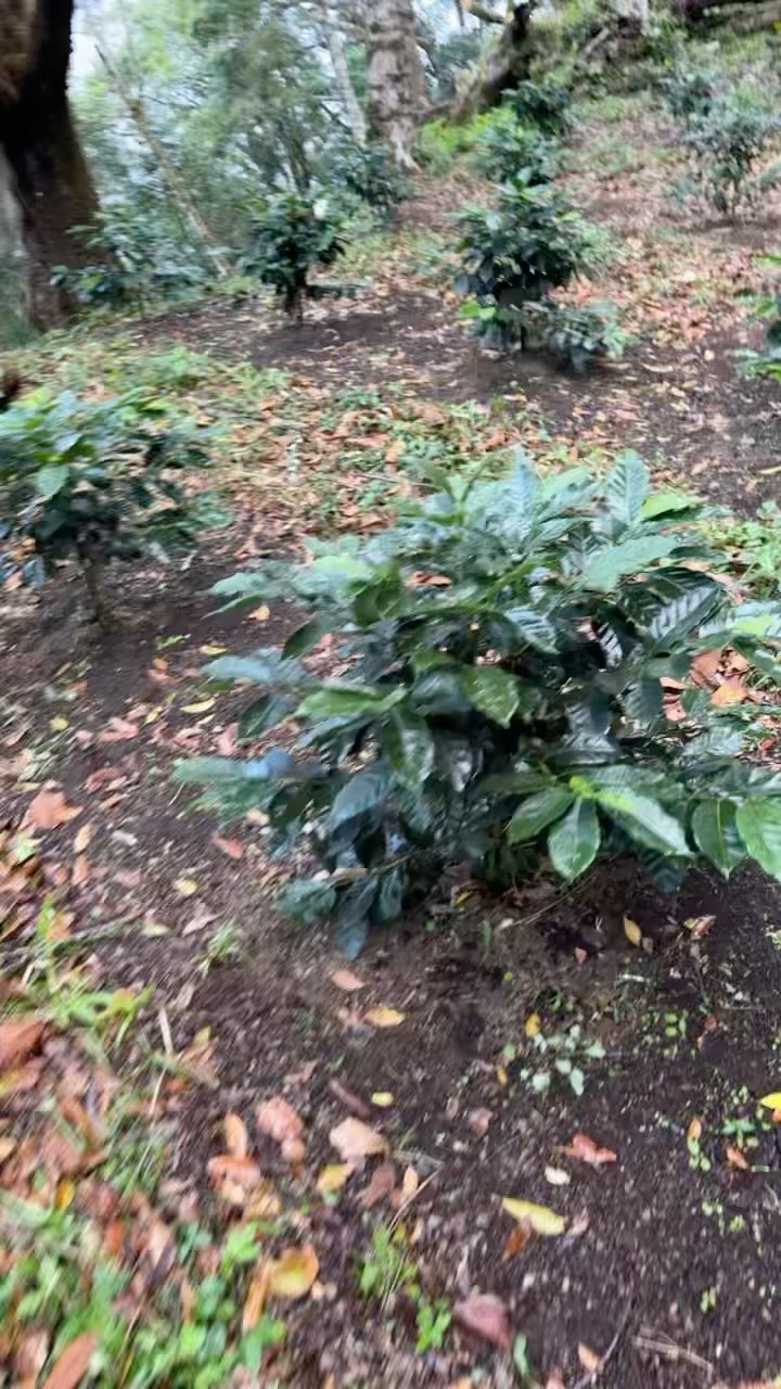 ☕ This season, let our rich, vibrant flavors keep you warm and inspired. Taste the difference family makes.
-Shop 🔗 in bio
#PanamaCoffee #FamilyGrown #SpecialtyCoffee #FromOurFarmToYourCup #CoffeeLovers #TexasCoffeeVibes #CozySips #CoffeeWithHeart #orderonbio