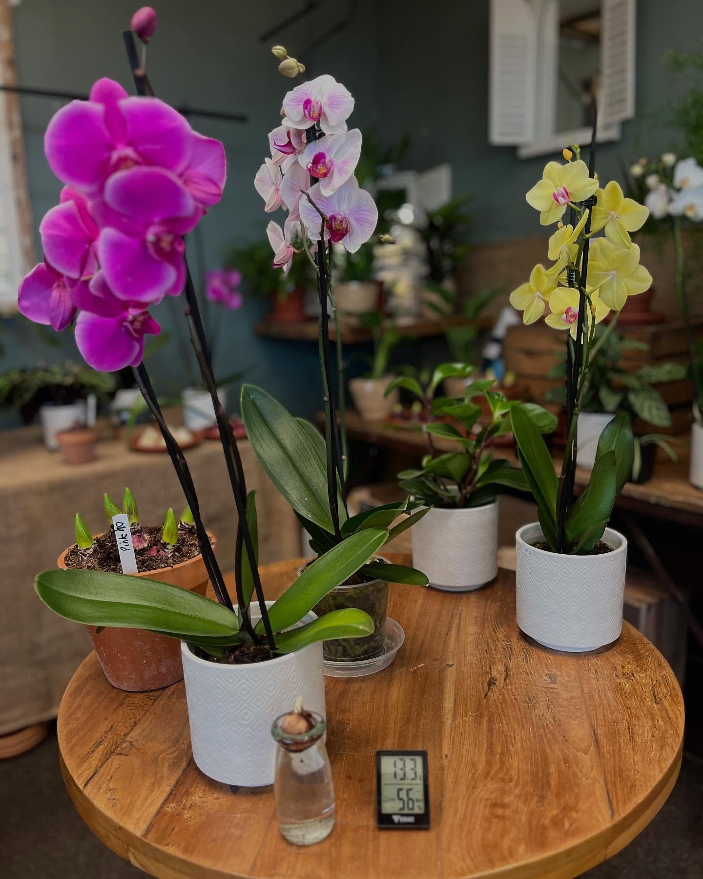 20% off Orchids! Beautiful colours and ideal gifts 🌸