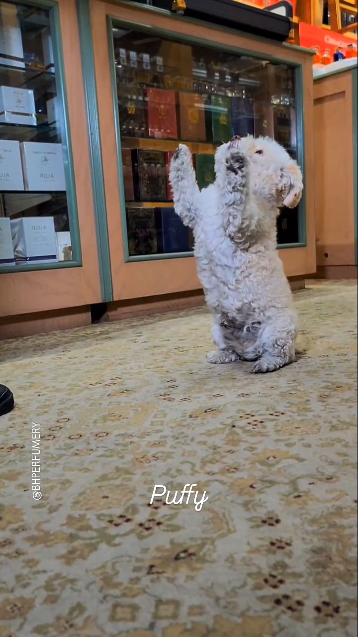 Puffy the Beverly Hills Perfumery mascot, just doing Puffy things!
⭐️⭐️⭐️⭐️⭐️
Please check our website, or contact us for more info. 310.888.8807
264 N. Beverly Dr. Beverly Hills, CA 90210
.
Video by: Hello Hollywood Productions.
@hellohollywoodtv
.
.
#BeverlyHillsPerfumery
#BHPerfumery
#Puffy
#PuffDaddy
#NotThatPuffDaddy
#StoreMascot
#DogsOfInstagram
#PuppiesOfInstagram
#Morkiepoo
#BeverlyHillsDog
#Morkie
#Maltipoo
#Maltese
#Yorkie
#Poodle
#Puppy
#moviedog
#MaltipoosOfInstagram
#MalteseOfInstagram
#MorkiesOfInstagram
#DogTricks
#DoggieTricks
#DogOwners
#GoodDog
#HollywoodDog
#DogLover
#BeverlyHills
#LosAngeles
#NicheFragrance
#Perfume