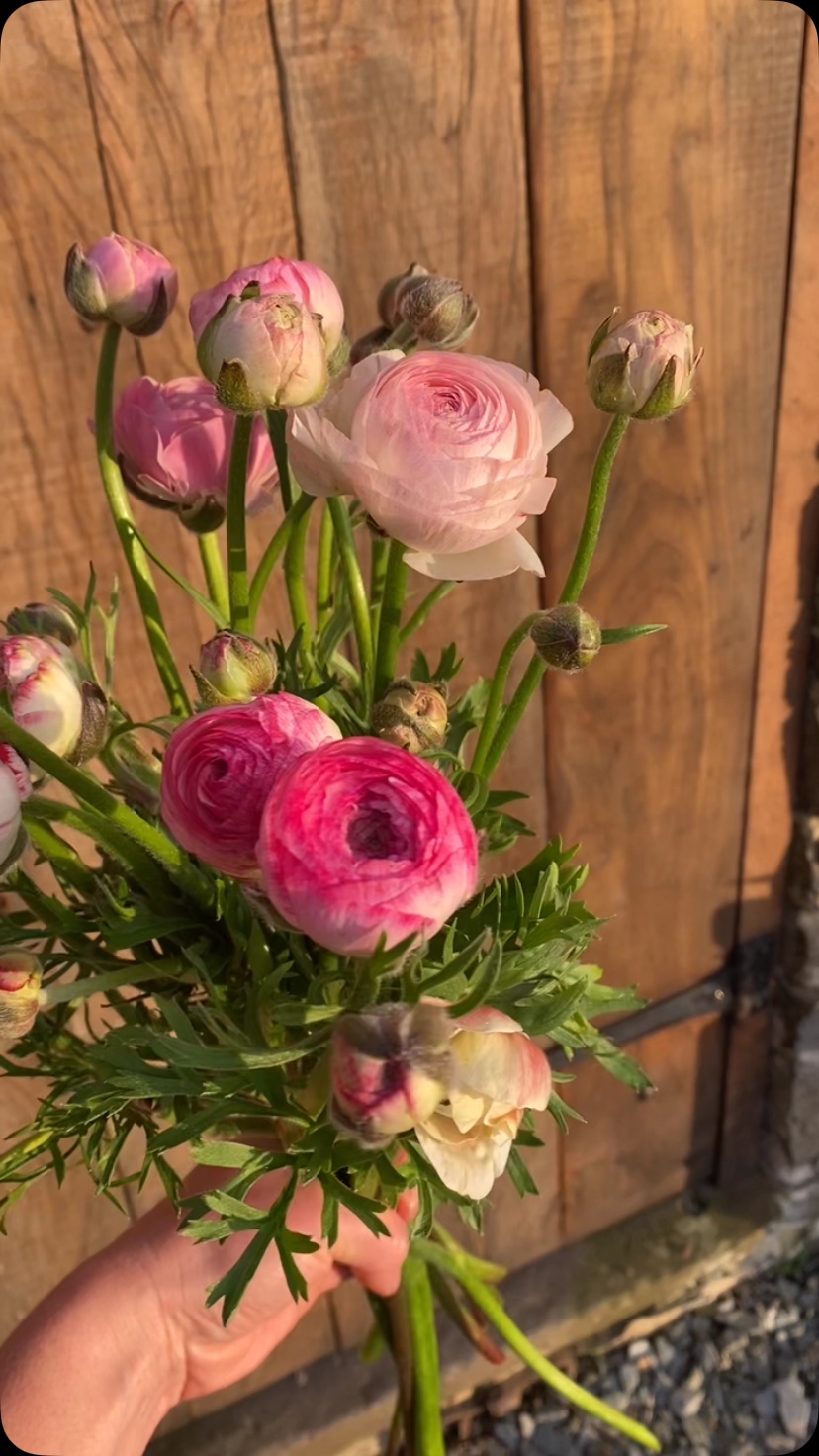 Looking forward to these beauties! Just a few of the flowers on their way for Devon and Cornwall florists πΈ