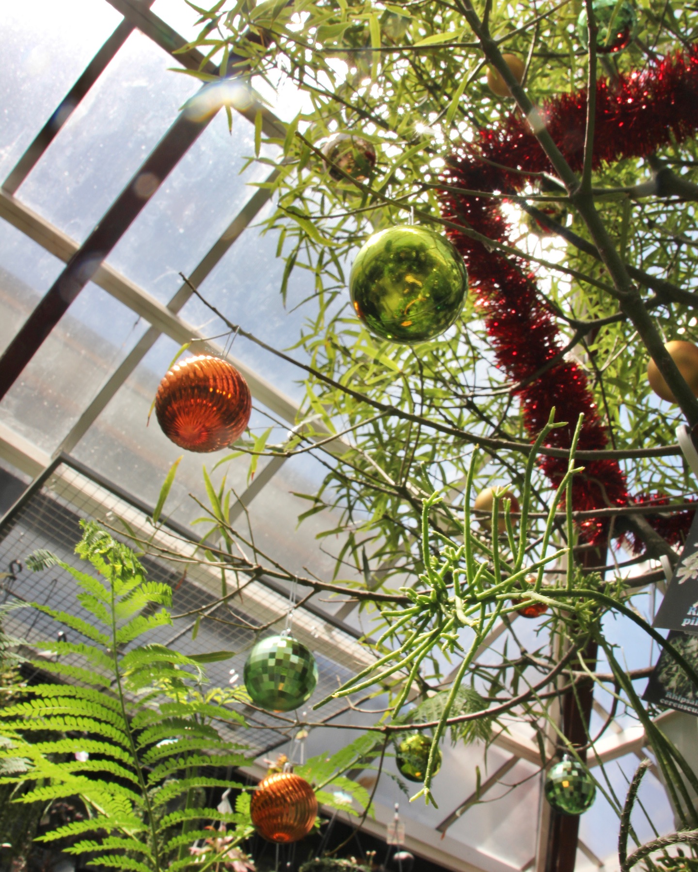 We’re open EVERY DAY in the lead up to Christmas & bursting at the seams with a huge variety of plants, pots, ceramics, hand tools and more! The perfect gift for them is here! Let us help you find it 🎅🤶🧑🎄
Swipe for our opening hours.
#lygonstreet #nursery #brunswick #shoplocal #christmas #plants #pots #ceramics #tools #gifts