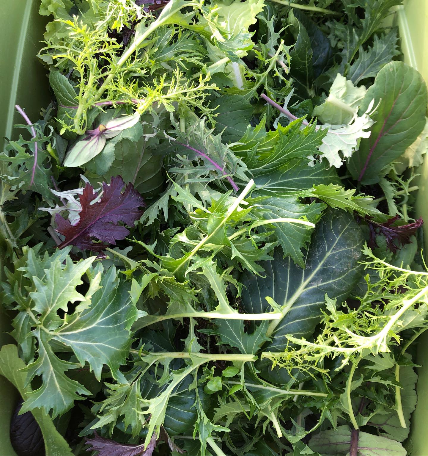 Tomorrow is our last market of the year! Come visit us at Fort Greene and get your holiday veggies. We will be taking a short winter break in January and will be back to the market first week of February 💚