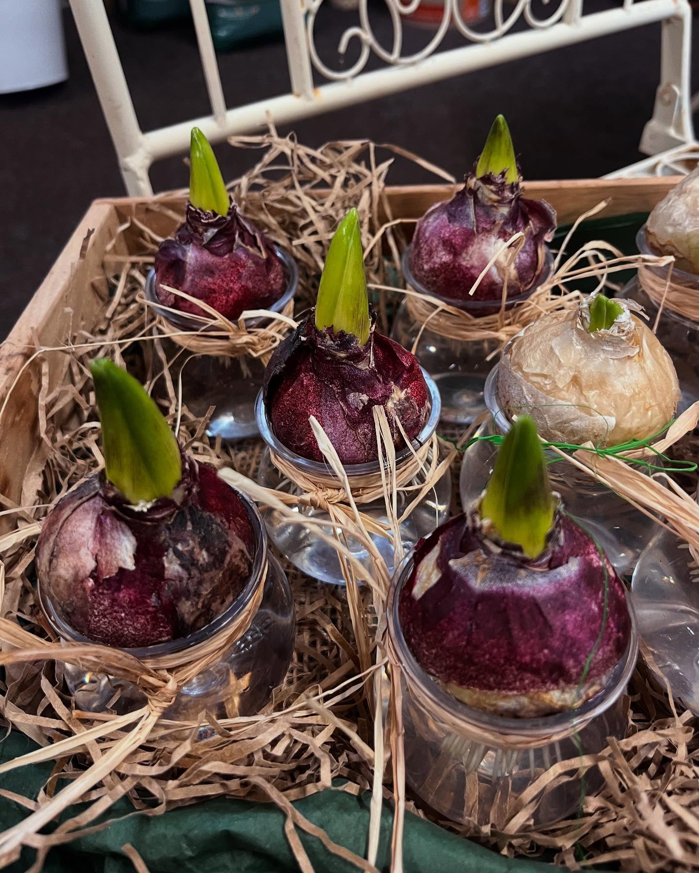 Hyacinth bulbs in clear vases, ideal small gift for Christmas! We have pink, dark pink, blue and white