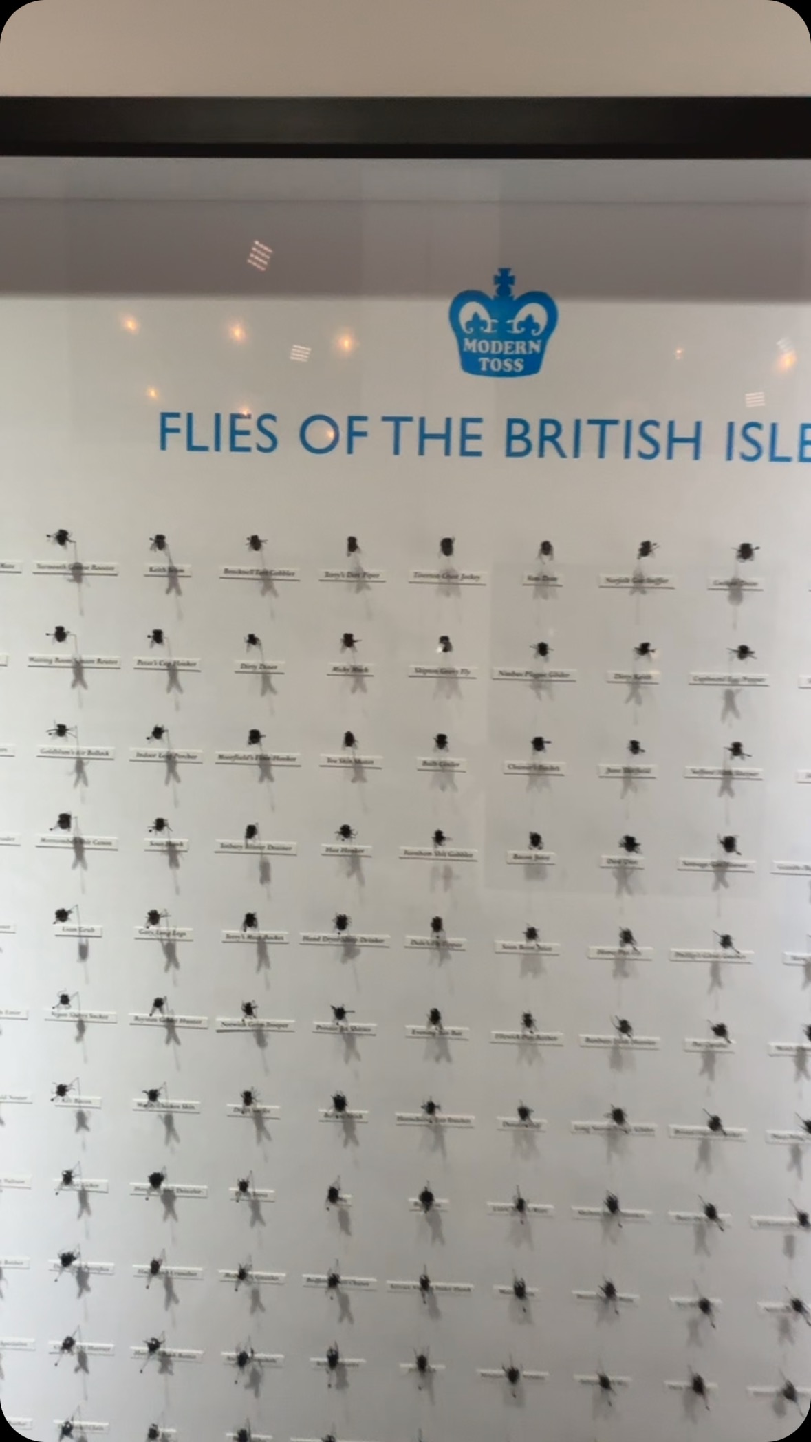 A short video and overview of the flies of the British Isles project by @moderntoss . The project on involved the production of over 400 hand sculptured flies mounted into a massive box frame. Alongside this touring piece we have a new Flies of the British Isles print, The Flies of East Sussex Original piece plus our adopt a fly program. All here at Modern Toss: The First 8000 Days @whistleblowergallery
#moderntoss #fliesofthebritishisles #adoptafly