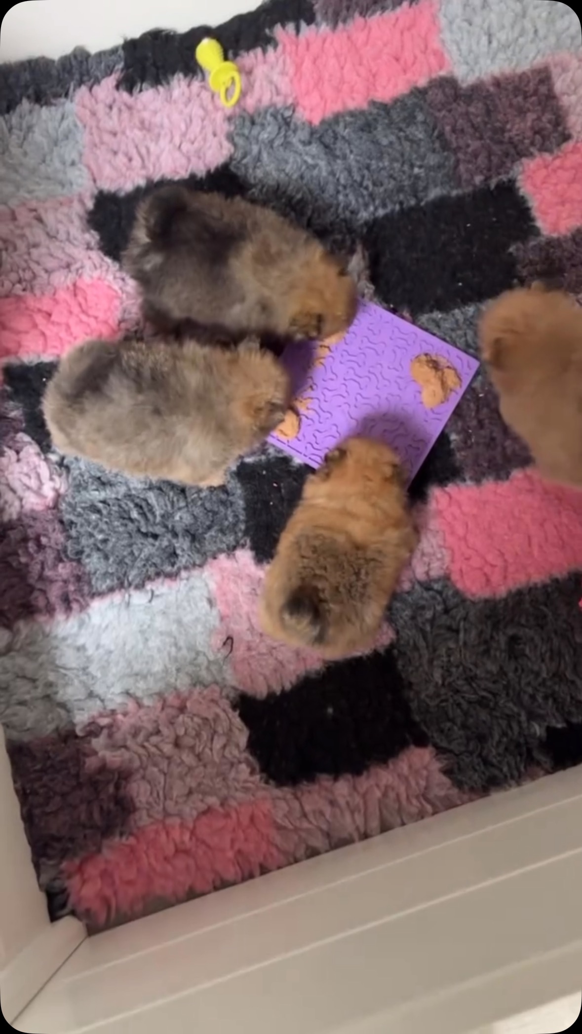 First time puppy mousse 🐾♥️#pomeranianpuppy #pomeranians #pomeraniansofinstagram #pomeranianswag #pomeranianboy #pomeraniangirl #puppylife #puppygram #puppys #puppyoftheday #puppydog #puppyeyes #cutedog #cutedogs #cutedogsofinstagram