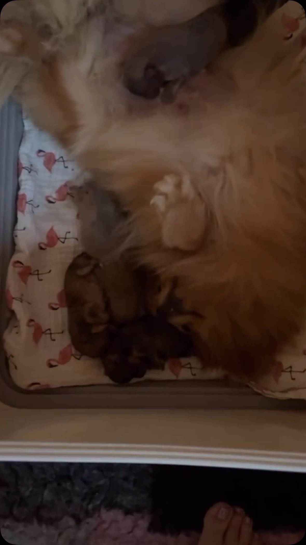 Nairobi en haar kroost 🥰 #pomeranianpuppy #pomeranians #pomeranianspitz #pomeranianboy #pomeraniangirl #fluffydog #cutedogs #cutedog #cutepuppy