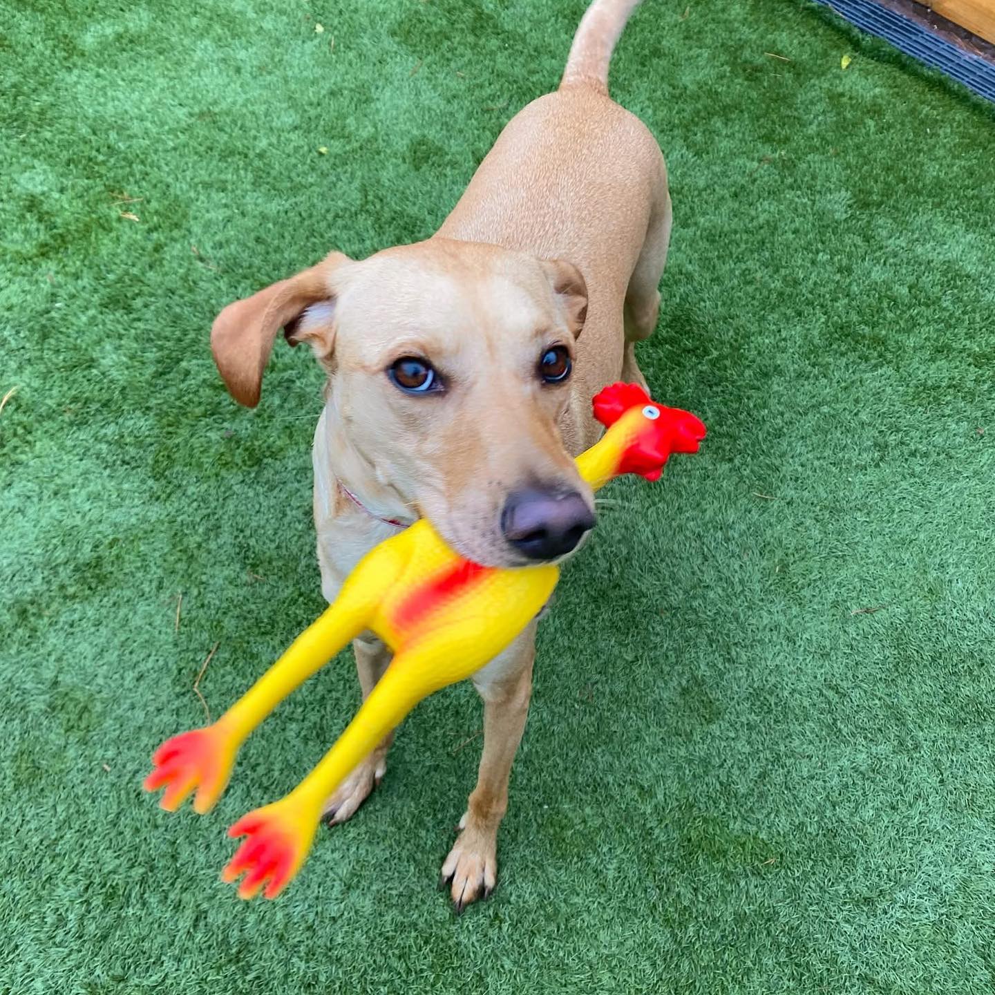 Who’s ready to play? 🐔 #squeaksqueak
#playfulpup #rubberchicken #doglovers #dogboardingbusiness #squeakyfun