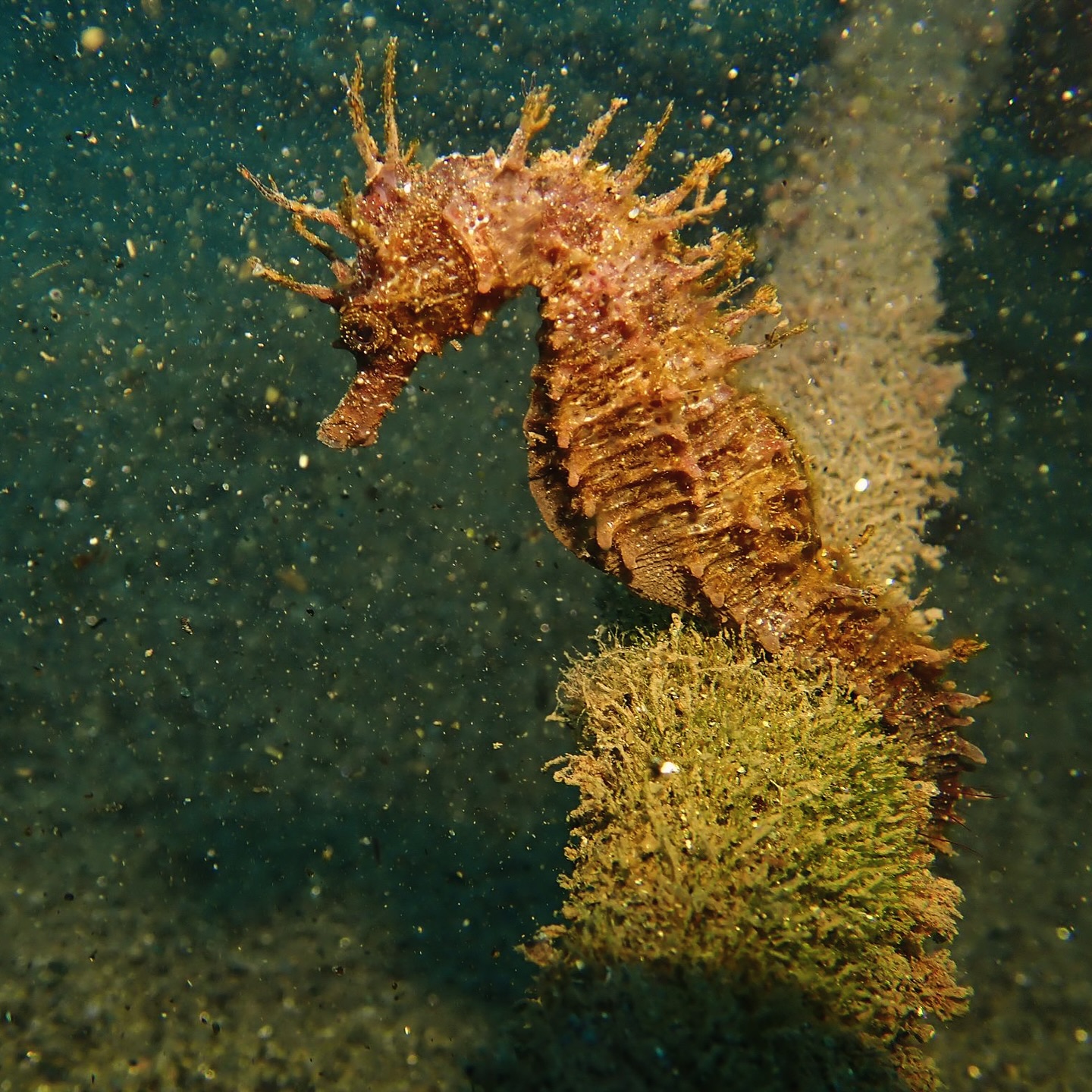 La Familia Crece 🌊✨ Gracias al Trabajo de @anellides más Caballitos de Mar han llegado a Barcelona. 🥹
Por eso mañana estaremos en un lindo evento benéfico organizado por @pachamama_bcn
lleno de arte en Vivo, @maisoncactus.artgallery
Musica, 🎶 Nuestras prendas exclusivas 👌 y mucho más.
Todo esto para apoyar el trabajo de @anellides , con la repoblación de Caballitos de Mar en #barcelona Gracias @anellides 💙
Los esperamos mañana sábado 21 en @mrrobinsonbarcelona
Hora: 18H
No te lo pierdas. 💙🌊
