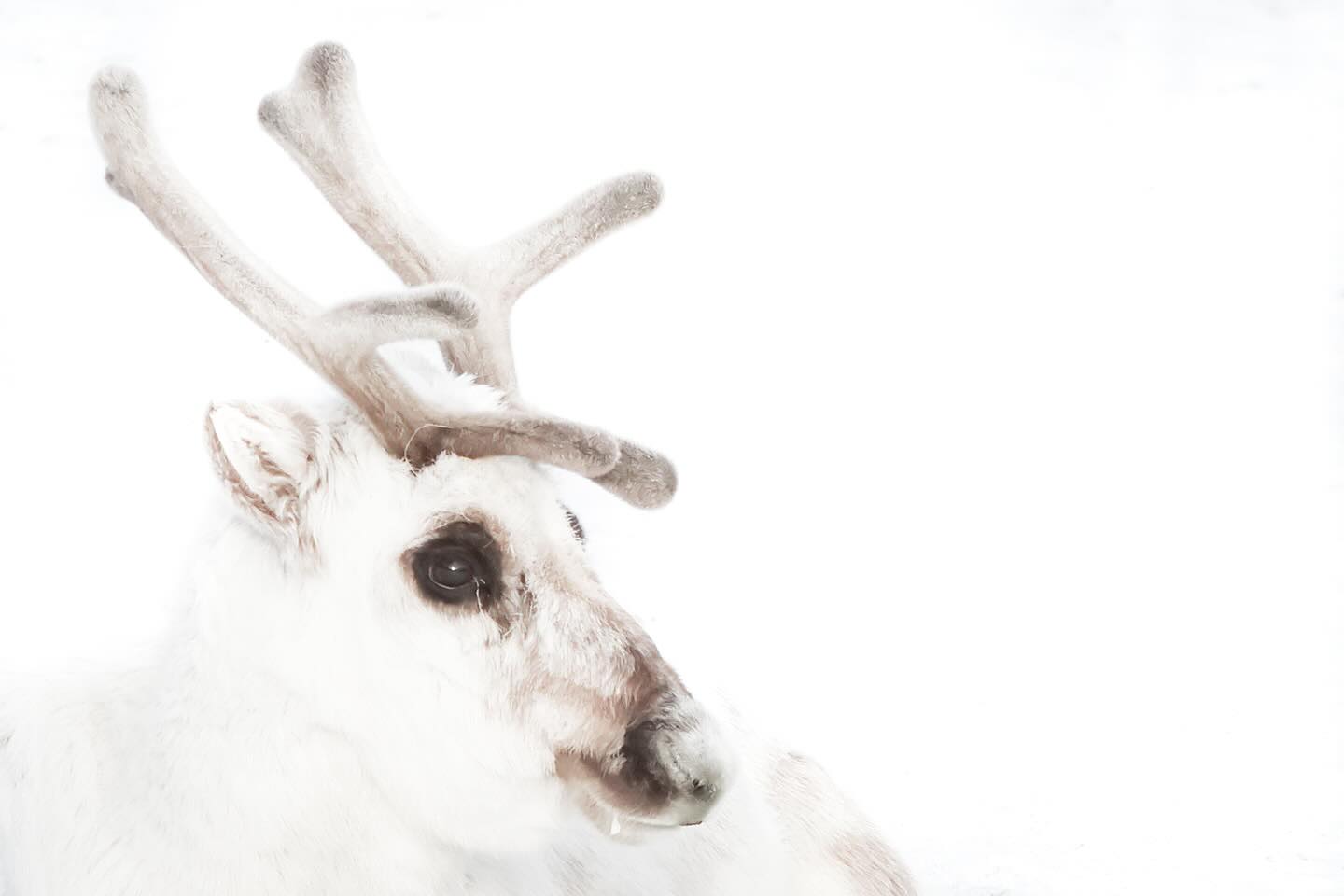 Wishing everyone a happy Christmas and New Year! š
Thank you everyone for your interest in my photography - whether youāve joined me on a tour, attended an event, or simply found inspiration in my photos, your support truly means the world to me. I look forward to sharing fresh ideas and images, stories, tips, and new tour experiences in 2025.