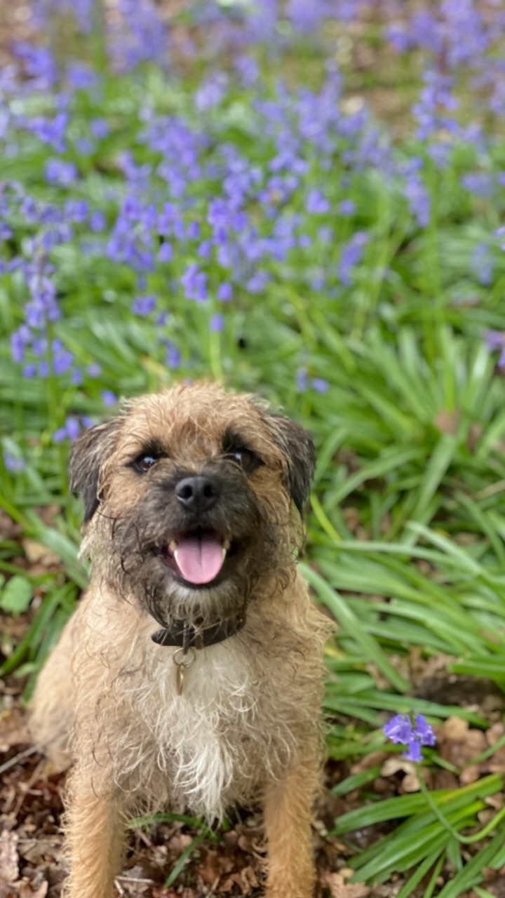 Never did I think I’d be writing this message so soon about you Herriot.
Some of you might know that Herriot has been with me from the very beginning. I saw him grow up to be one of the happiest, care free dogs I’ve ever looked after. He grew friendships along the way, maybe even a girlfriend or two. He was cheeky, loved life and he never let anything get him in the way of nibbling on Maggie’s legs.
I’d often use him as a stooge dog for new dogs integrations into the group as he’d take whatever was thrown his way and for that I am so grateful.
Thank you for letting me learn and grow with you Herriot. I know we are all going to miss you ever so dearly. Rest in peace my little sweetheart. 💔
.
.
.
#graciesdogwalkingservice #restinpeace #dog_features #dogsofinstaworld #dogs_of_instagram #dogoftheday #dogsofinstagram #dogstagram #doglover #dog #dogs #doggy #doggo #doge #doggies #doggie #cute #dogwalker #dogwalking #norwichdogwalker #dogwalkernorwich #norwich #norfolk #dogpark