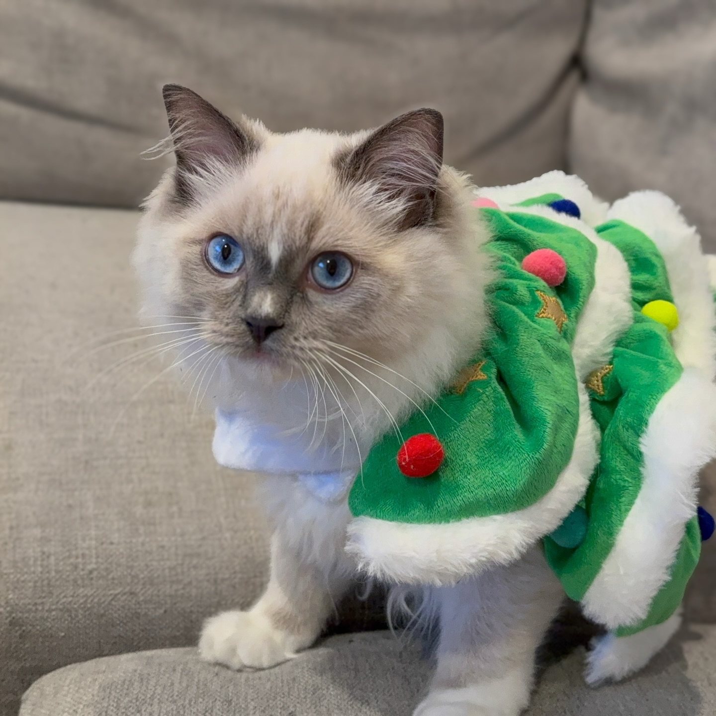 Move over, Christmas tree—Arnie is the real holiday centerpiece! 🎄✨😻 #RagdollPerfection #FurryFestivities #HolidayMood #PawsitivelyAdorable
Thanks Luisa for the update and picture. He looks just like Mumma Ari 🩷
Purrsace Ragdoll Cattery
#melbourne #australia #ragdoll #ragdollcat #ragdollsofinstagram #raggies #catmum #cute #ragdolllove #ragdollcats #ragdolllovers #petstagram #ragdollsofmelbourne #ragdollsofaustralia