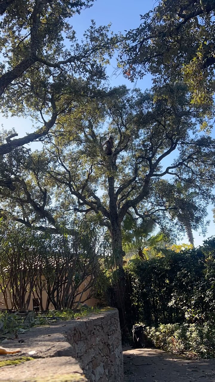 Some wonderful work completed alongside @marc.leiber in the south of France 🇫🇷
Together, we brought light through the canopy of ancient oak trees, carefully removing dead branches to create space for the crowns to breathe. All the material was turned into rich mulch, spread across the garden to retain moisture and nourish the soil 🌳🌿
#treecare #arboristclimber #nature #roperunner #notchequipment #dmm #france #tree #notch #syntropic #teufelberger #husqvarna