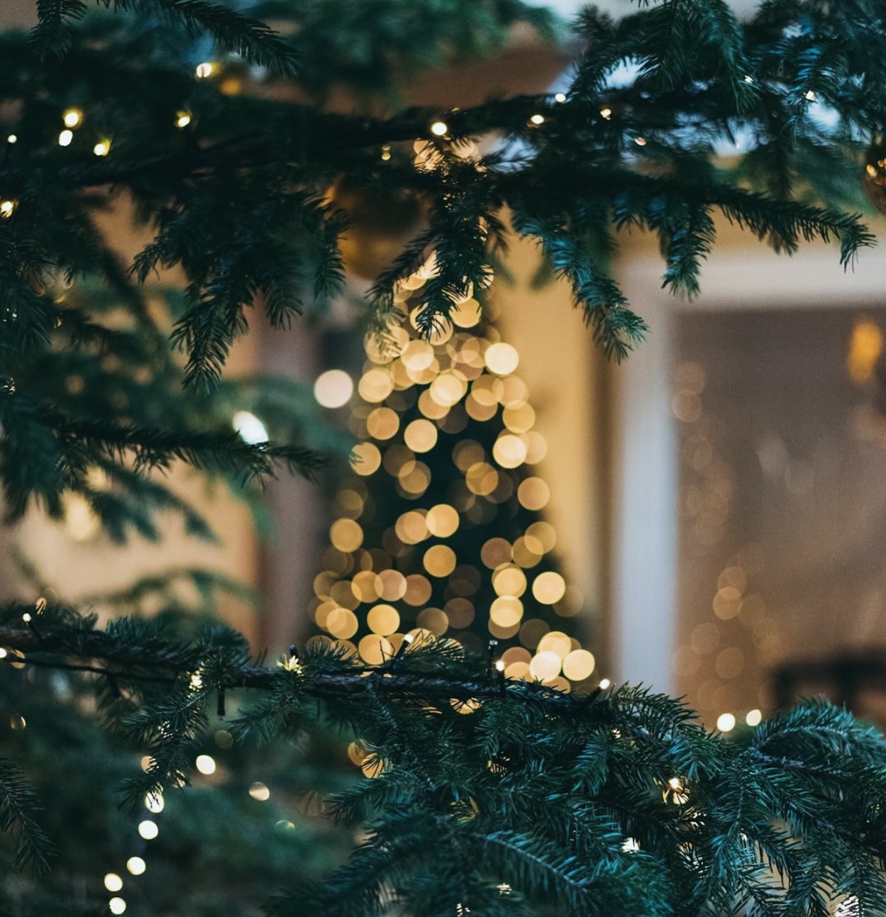 🎄✨ Wishing everyone a Merry Christmas from all of us at The Sage Apothecary 🎁❤️
As we celebrate this festive season, we want to take a moment to express our heartfelt gratitude for your incredible support since we opened our apothecary doors in February. Your encouragement has meant the world to us.
We hope your Christmas is filled with joy, warmth, and restful moments, no matter how you choose to celebrate. We’re excited to see all of you in 2025 and continue this wonderful journey together.
Cheers to a magical festive season! 🌟💚
