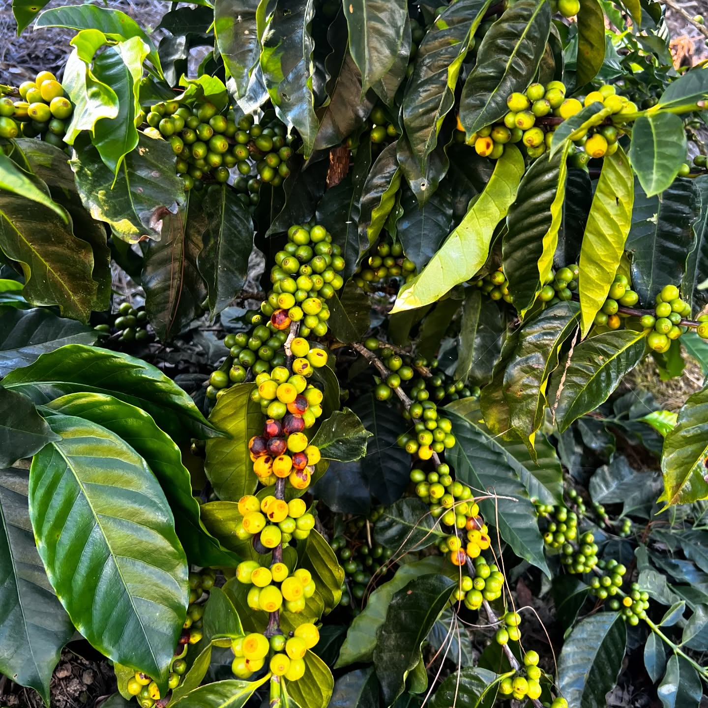 Arará slowly getting ready to be harvested!