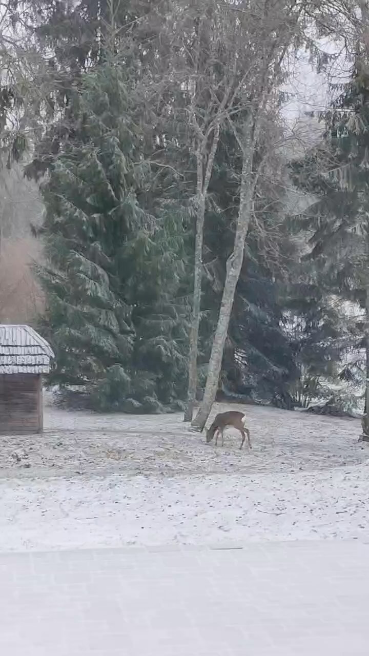 Ja būsi gana vērīgs, saskatīsi brīnumainus savvaļas notikumus tepat Annu pagalmā savās brīvdienās.
#slowdown #gaujanationalpark #annashotel #annashotelspa
