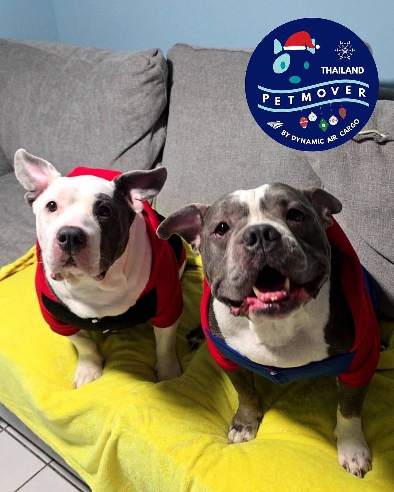 🇹🇭 🛫 🇺🇸
Reuniting Families this Holiday Season 🎄🎁🎉
Worried about the new CDC Regulations? We can assist with the preparations to ensure a smooth process for your furbabies!
——————————————————
🐶 Thailand Pet Mover
🐱 Where Pet Lover Meets Pet Mover
🐰 Inquire via LINE: @thailandpetmover
🐯 Or Email: service@dynamicaircargo.com
🐹 Our DMs are not monitored
🐷 A trade mark service managed by Dynamic Air Cargo, a member of IPATA and IATA.
——————————————————
Please make sure you contact direct to our customer service team
#bangkok #traveller #importer #exporters #animals #thailandpetmover #petrelocationservices #petrelocation
#animallovers #pet #petmoverthailand #petshipping #dynamicaircargo #thailandpetrelocation #petrelocationthailand
#worldwideshipping #petmover #petlover #cats #doglover #ขนส่งสัตว์เลี้ยงไปต่างประเทศ #หมา #แมว #ขนส่งสัตว์เลี้ยง #doglovers #dogs #pets #petboarding