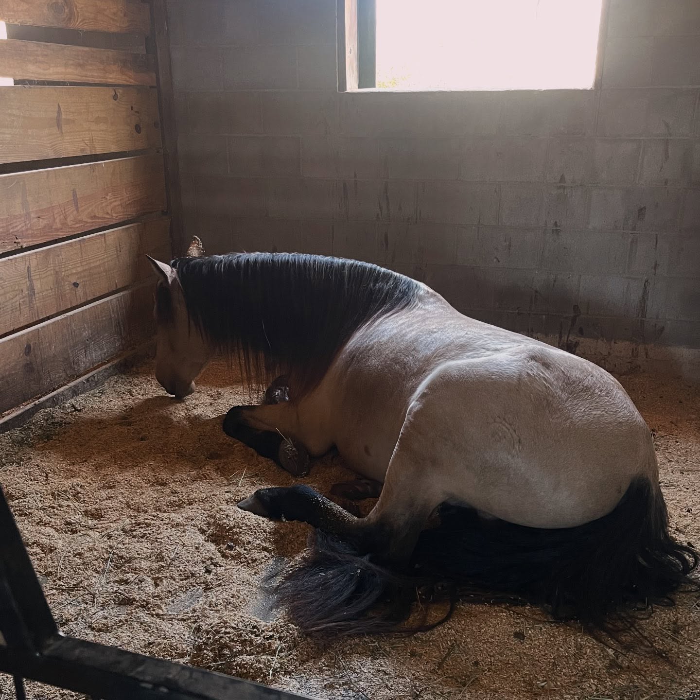 With the temp dropping again 🥶 here are some small things that can be done in daily maintenance and chores that will help improve your horse’s balance and stability! Bc let’s face it, not all of us are as young as we used to be riding and working in all types of weather and lean more into being a fair weather opportunist.
1: lead horses in and out of the barn on both sides. This can help improve one sidedness and crookedness as they can naturally slightly bend towards the direction they are being led.
2: hang indoor and outdoor hay nets at varying heights. This helps in developing stability and activating different core muscles as they eat. Horses are browsing animals and can be seen eating not just from the ground, but shrubs, trees and even over the fence 😆
3: put small logs, branches, ground poles etc at random in high traffic areas to encourage them to step over and walk through the obstacle (or they may choose to walk around it). This can help with flexion of the limbs and pelvis on those chilly days where they may tend to get more stiff
4: adding a few steps of backing up into leading them. Again this will help with flexion of the pelvis as well as activating different stability muscles.
5: upkeep of a dry fluffy place where they can feel comfortable laying down to rest and stay warm. Of course this doesn’t work any muscles, but just like many mammals, if cold, muscles tend to get more stiff. Providing warmth and a dry spot to rest will help those muscles break tension and relax. (Which if we are going to ride would make sense! What horse wants to be ridden with a tight back)