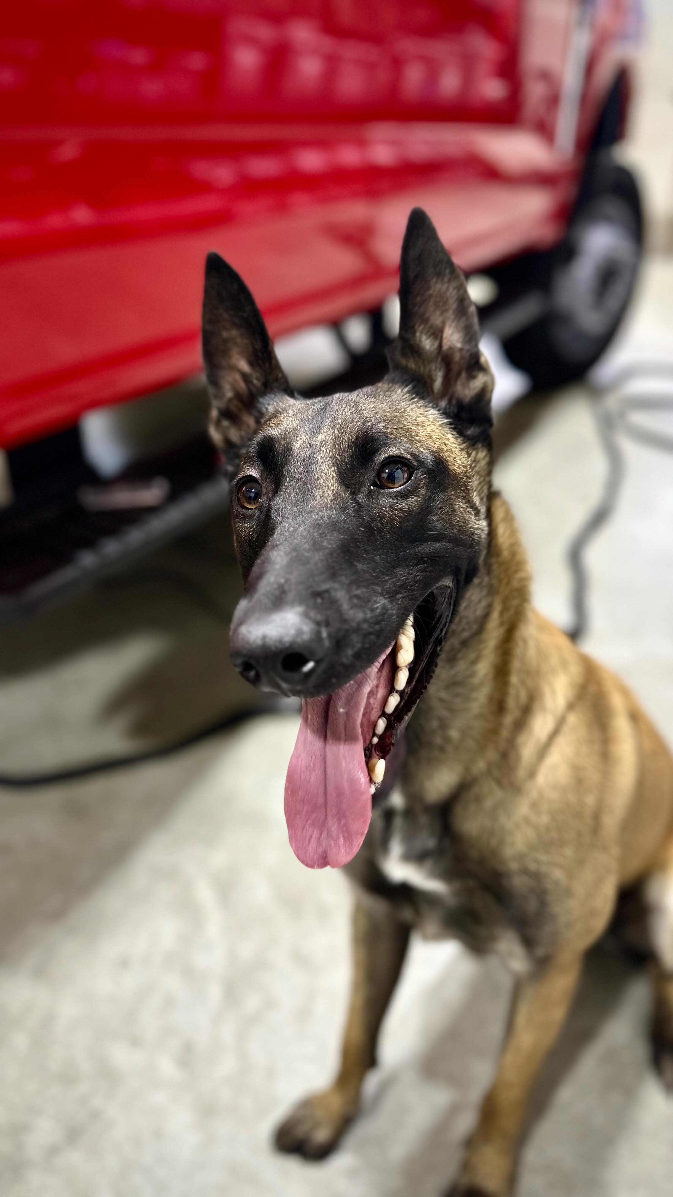 When your shop assist has had wayyyy too much coffee. 🤣
Meet Max, our ENTHUSIASTIC shop dog.
#malinois #belgianmalinois #k9 #ems #police #fire #sar