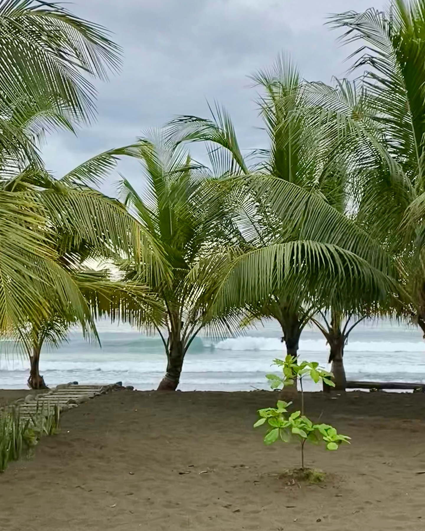 Pour le petit dej’ vous êtes plutôt « granola droite » ou « pancake gauche »…? 🥞🦜🌴🌊🌴
Dites le moi en commentaire 🤙
For breakfast, you prefer “Granola Right” or “Pancake left”…??? 🥞🥣🌴🌊🦜
Tell me in comments 🤙
#surflife #surf #breakfast #surfguide #rightorleft #ocean #paradise #xirimirisurf #xirimirisurfcoaching #onewaveadayputthedoctoraway