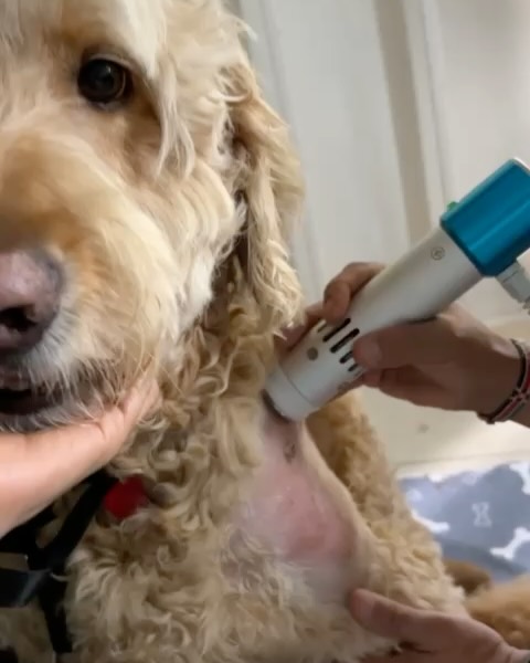 Today, Dr. Krishna @krishnakesharia @kenyanveterinarian and our physio Altaf @amptkenya teamed up to provide Merlin @evanm712 with Extracorporeal shockwave therapy (ESWT) for his arthritis in the shoulder. ESWT is a non-invasive treatment that uses high-energy sound waves to decrease pain and improve healing in conditions affecting muscles, joints, tendons, or bone.
ESWT can be used for various orthopedic conditions in dogs and humans, including osteoarthritis, soft tissue strains, pain management, and delayed or non-union fractures. The therapy works by releasing high-energy sound waves that stimulate changes in tissues at the cellular level, resulting in decreased pain, inflammation, and improved healing.
When used appropriately, ESWT can target specific areas like tendons and joints, providing relief and promoting healing. Trust our team think out side the box to provide professional, informative, and innovative treatments to optimize yours and your pet’s health and well-being.