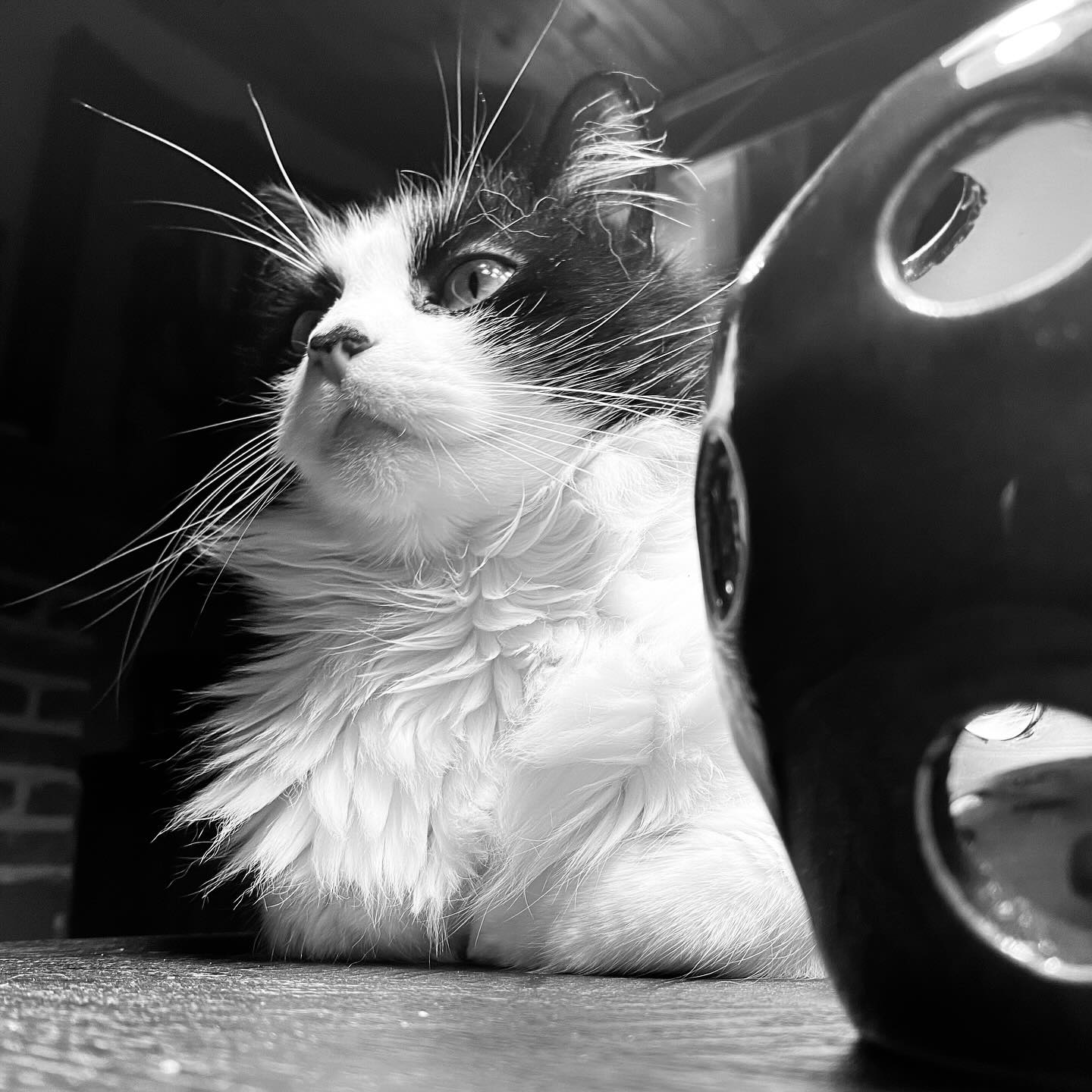 It’s been a tit bit quiet around here the last few months, hence we had to relocate our headquarters and get our shit back together.
It feels pretty good to finally settle down in a new ‘home’, while suiting up for a whole new chapter in the Lowie Catorze universe. 😺
We have reflected, renovated and redefined our boundaries, and are getting ready to get our shizzle online! So keep your eyes peeled, lot’s of fresh goodies are coming your way in 2025!
All the very very best from Bonnie, Clyde and myself!!
“Have you ever noticed, when you poop in an elevator,
that you are taking your shit to the next level? “ 😛