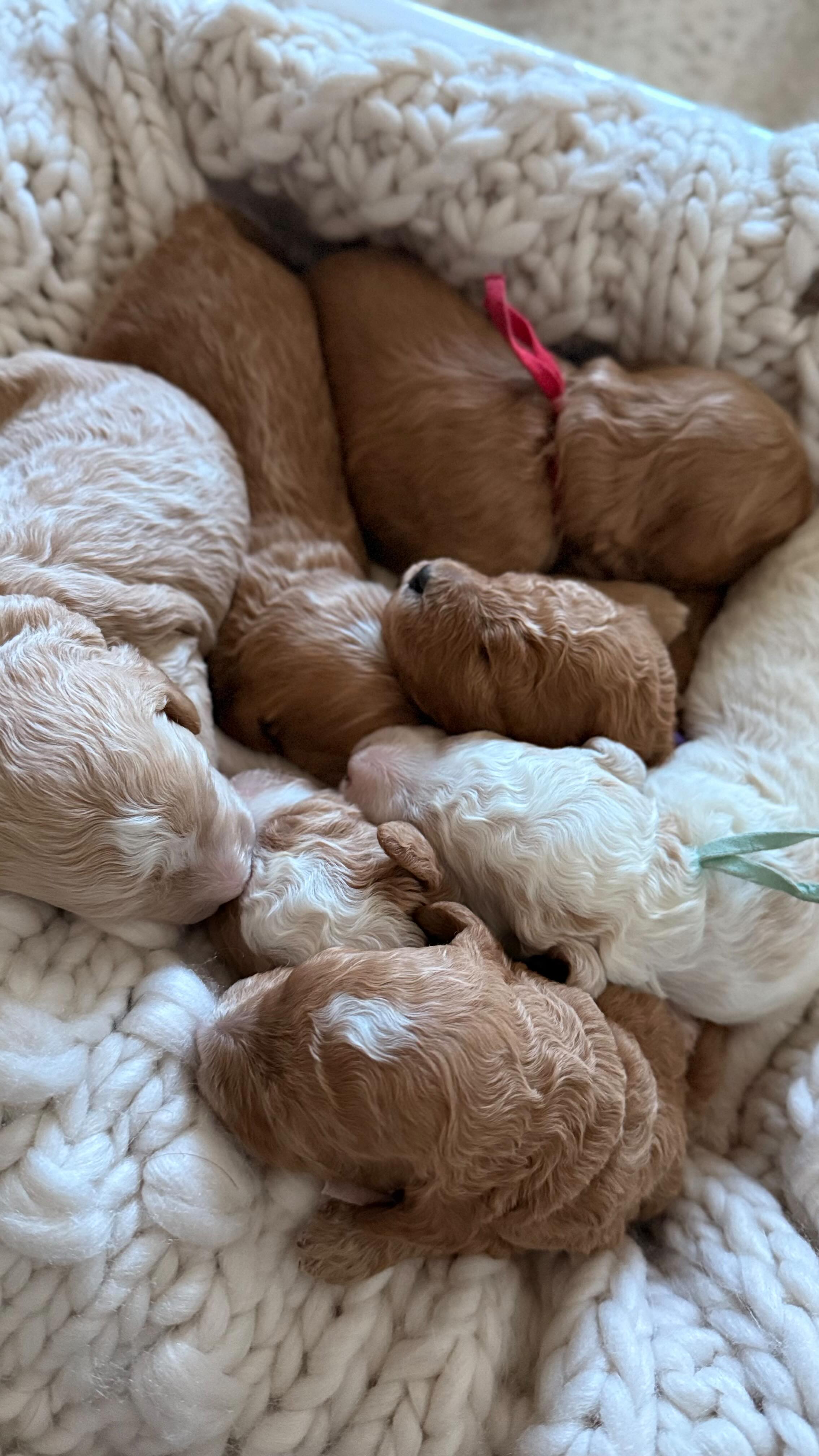 Everyone we have an announcement 🩷💚
This Thanksgiving we had even more to be thankful for. We welcomed Cali and Boots seven mini goldendoodles into the world.
Allow us to introduce our *wicked* little crew 🪄
These mischievous cuties are stealing hearts already.
❤️Pfannee
💚Oz
💙Fiyero
🖤Munchkin
🩵Dill
🩷Galinda
💜Elphaba
Expected adult weight 20-25lbs.
We have one spot open up for this litter. If interested please fill out an application, link in bio or send me a DM. Go home date will be after January 23rd.
.
.
.
.
.
.
#goldendoodlepuppy #oneweekold #wicked #goldendoodlepuppies #minigoldendoodlepuppy