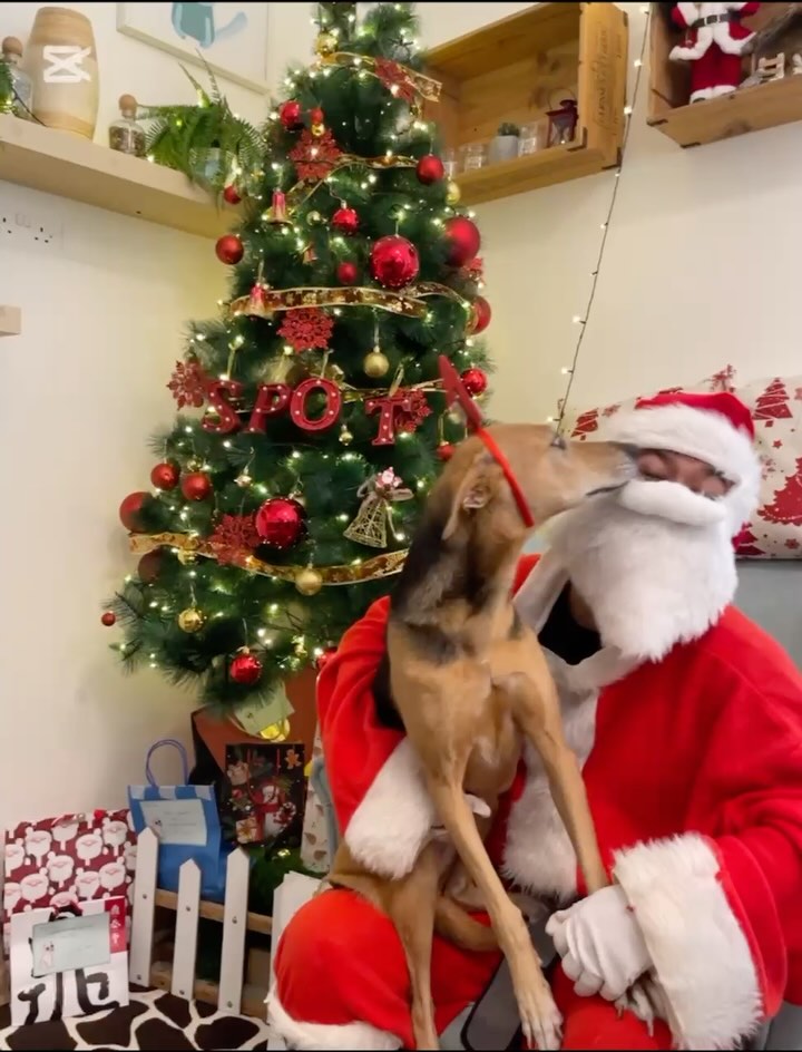 A little bit of a damper Christmas this year as one of our oldest team members had an emergency and had to get surgery at the very last moment. Thankfully he seems fine and will likely make a full recovery!
That said, our pups always find a way to keep our spirits high 🩵💫
From ours to yours, may you have a wonderful Christmas for those who celebrate and happy holidays!
With a ton of love!
RK & Team SPOT! 🩵
#dubaidogs #dogsindubai #dubai #mydubai #dogs #nyc #hellofromspot #boarding #grooming #welovedogs #dogsofdubai #dubaidog #doggieboarding #doggiedaycare #doggieboarding #dogdaycare #dogdays #uaedogs #dxbdogs #everydayawesome #adoptdontshop #pethealth #petnutrition #happypup #suspect
