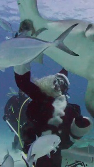 Merry Christmas and Happy Holidays to everyone around the World who I have the honor of calling friends and family - I hope we get to cross paths again soon above or below the waves!!! Still waiting to do the Grinch version of this
@iineal @biminiscubacenter @mrstaysalty242 @biminisharkgirl