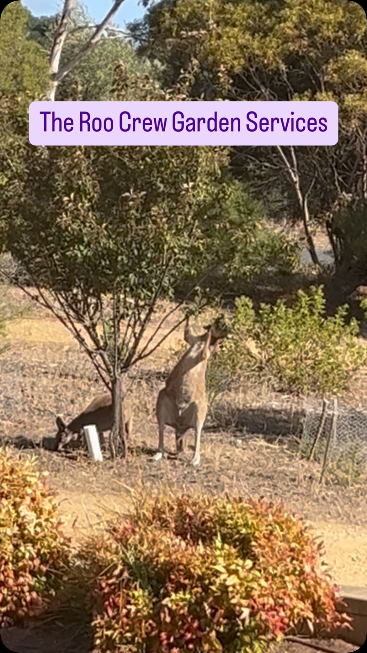 With our our hot dry conditions in South Australia feed is getting harder find for our resident roo population. Mother and Joey have frequently visited us over the last year or so but this is the first time we’ve seen them stripping trees and enjoying the back lawn in broad daylight 😂They also have a drink from the bird saucers much to the local blackbird and honeyeaters disgust! 😂😂