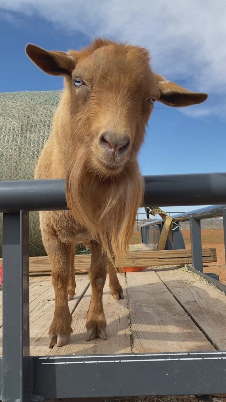 Thank you 2024!!!
Hello 2025!! 🎉⭐️
Best wishes everyone!!!!!
🎉🤗
#alpharanch#nigeriandwarfgoats#mininubians#dairyherd#countryliving#dairygoats#andrewstexas#goatlife#minidonkeys#farmher