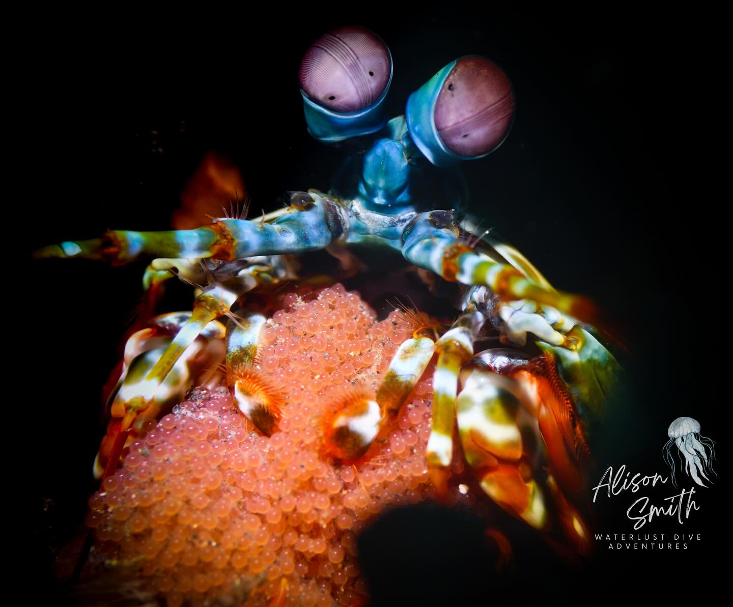 EYES
Thousands of pairs of the most sophisticated eyes on planet earth being held tightly by their mother. The mantis shrimp has eyes that can move independently and see more than 4 times as many colours as humans.
#naturephotography #uwphotography #macro #tulambenmacro #weirdlife