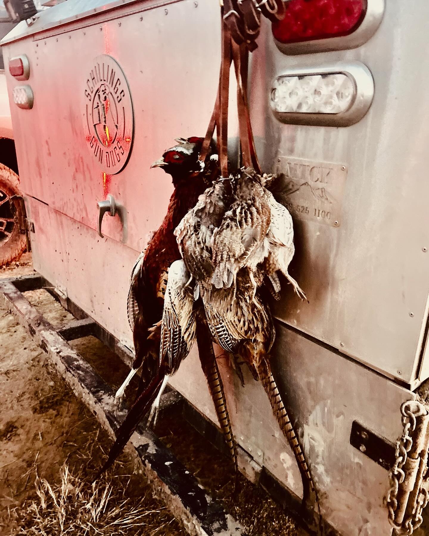 Some snapshots of Kansas earlier this month.
Great company & great exposure for several client dogs this trip.
.
.
.
#schillingsgundogs #schillingsgundogstraining #sgdtraining
#uplanddogtraining #uplanddogtrainer
#gundogtraining #gundog #birddogtraining #birddog #retriever #retrievertraining #kansas #kansashunting