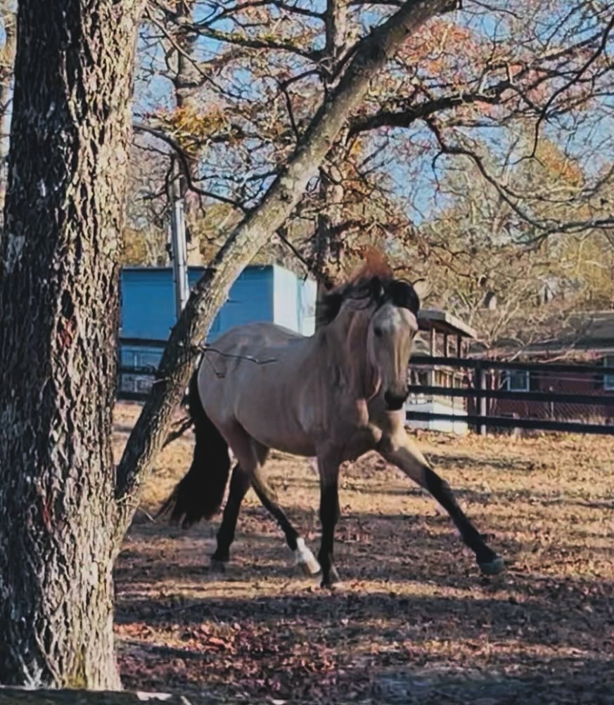 Merry Christmas, happy Kwanza, happy Hanukkah and happy holidays to all of my wonderful friends, family and clients who make all of this work so special.
I am truly grateful for all of the relationships that I have with each one of you and how they continue to grow in so many ways. I am grateful for how you all believe in me and the work that I do, it truly means so much to me ❤️
As someone who isn’t religious, I often take this time to reflect on how much I am truly grateful for and how I can take that gratitude into the coming of spring.
This year has left me with so much to be grateful for! Taking the next step in life with Josh and officially being able to call him my husband, connecting with my horses on an even deeper level as they grow and evolve, my wonderful family and the soon to be new additions to it, my reconnection journey and connection to the earth getting even stronger, new friends, new clients, and seeing all of the growth each one of my clients are making with their horses!
I want to step into this coming year holding onto all of these amazing things! What are you grateful for?