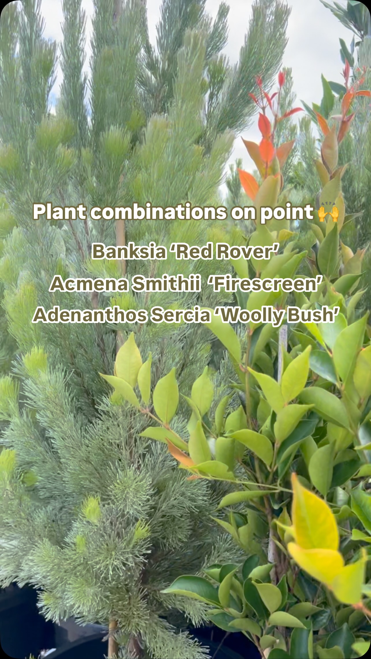 We love picking up all the different combinations of plants our customers order! How good is this little trolley load?!? Which one is your favourite? Let us know in the comments below 👇
.
.
.
#bundameerwholesalenursery #wholesaleplants #australianlandscaping #morningtonpeninsula #plantwholesale