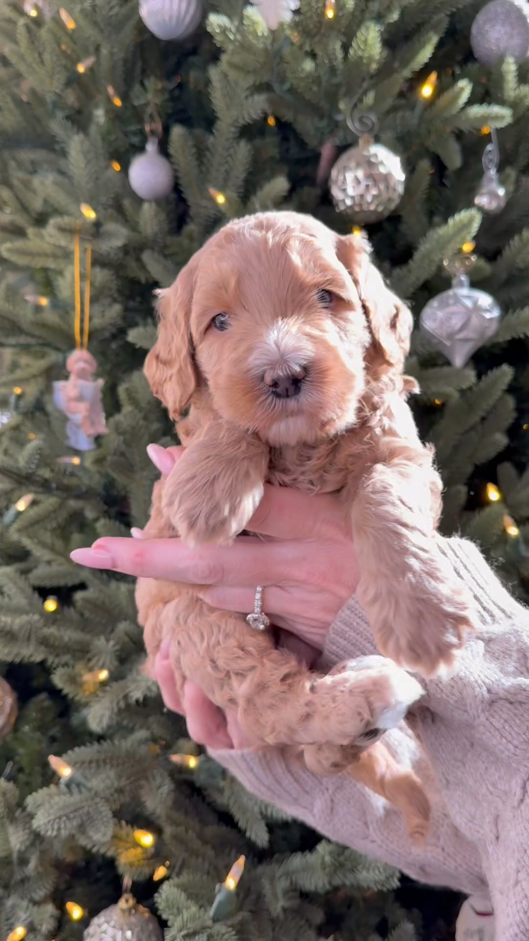 Our Wicked litter is officially 4 weeks old 🐾
These sweet babies are learning so quickly! Their sight and hearing have improved significantly, and they’re starting to discover the world around them.
As they continue to grow, they’re building muscle strength and control, which means those wobbly steps are turning into more coordinated little walks !
Puppies have now moved out of the nursery and into a more active area of our home. This new environment is full of sights, sounds and new faces helping build their confidence. The more experiences they get now, the better prepared they’ll be for their forever homes.
Our daily handling training will continue each day until puppies go to their forever homes. We are also exposing puppies to a new noise each day as well as exposure to a new novelty item.
I am extremely proud at how well they are doing with their potty training. At this stage, they are learning to make their way to their designated potty area, which is a huge step for their development.
.
.
.
.
.
.
.
.
#4weeksold #goldendoodlepuppy #goldendoodlepuppies #doodlesofinstagram