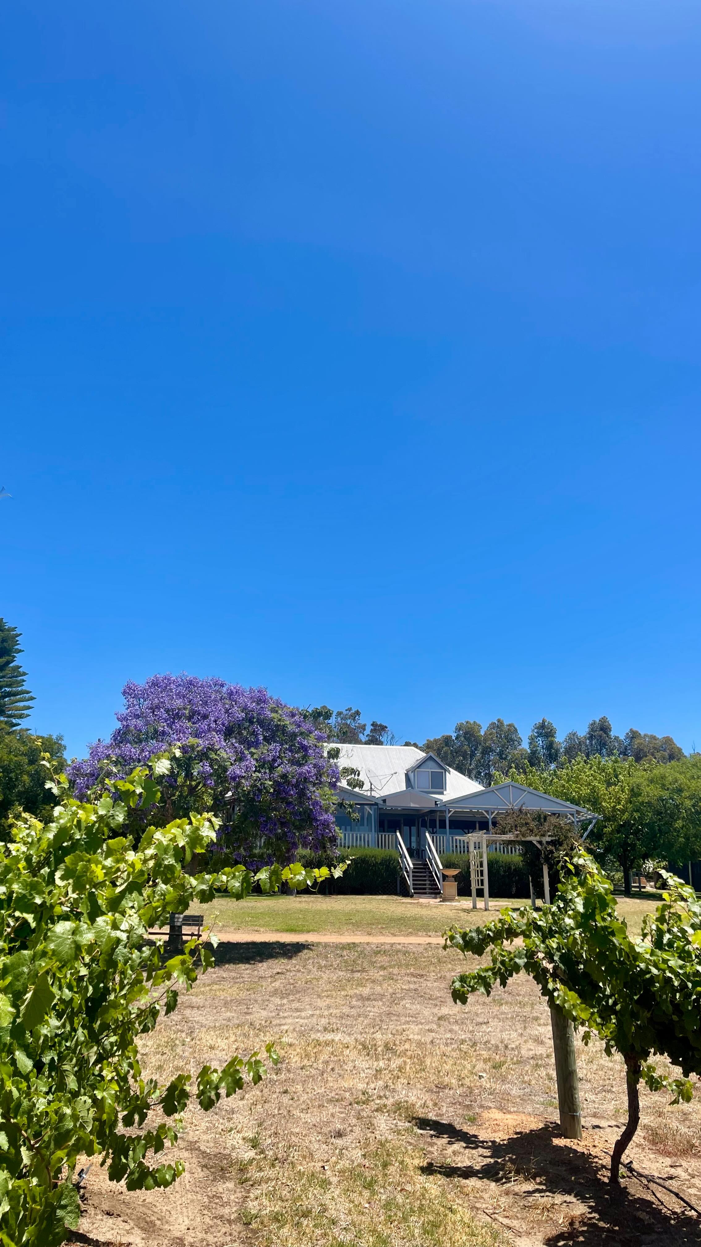 Water, sun and lots of TLC! 👌
#westernaustralia #perthisok #westisbest #perthhike #westernaustraliauncovered #farmstaywa #mtbarkerwa #southwestwa #greatsouthernwa #mondurupescape #stirlingranges #porongurup #albanywa