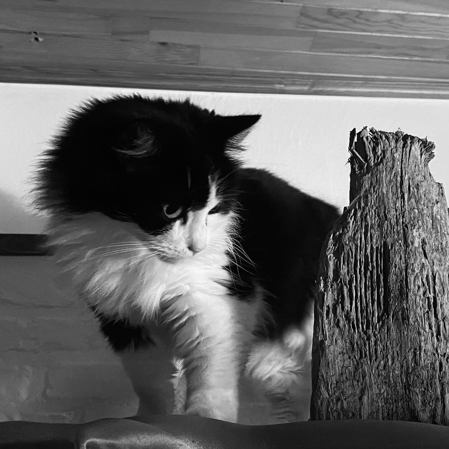 It’s been a tit bit quiet around here the last few months, hence we had to relocate our headquarters and get our shit back together.
It feels pretty good to finally settle down in a new ‘home’, while suiting up for a whole new chapter in the Lowie Catorze universe. 😺
We have reflected, renovated and redefined our boundaries, and are getting ready to get our shizzle online! So keep your eyes peeled, lot’s of fresh goodies are coming your way in 2025!
All the very very best from Bonnie, Clyde and myself!!
“Have you ever noticed, when you poop in an elevator,
that you are taking your shit to the next level? “ 😛