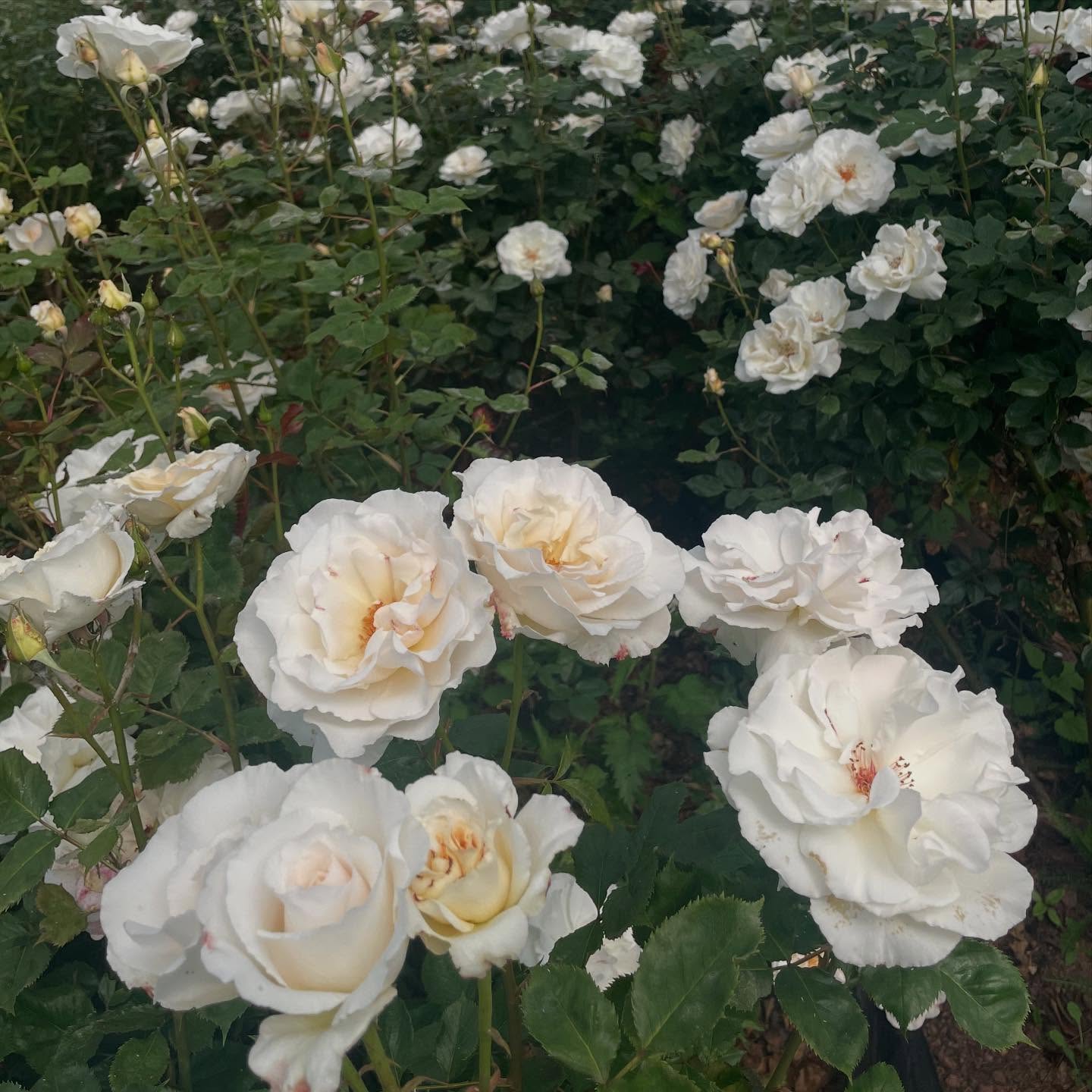 Happy New Year everyone
We’re sat here looking out of the window, reflecting on 2024 whilst watching it trying to sleet outside.
How would we sum up 2024? Well from a growing and farming point of view…. it was bl**dy hard work constantly battling with the weather and the never ending rain. On a happier note, 2024 did see us launch our rose plants for gardeners and rose lovers alike.
So here’s to hoping 2025 will bless us with gorgeous weather for growing and lots of lovely flowers. I’m sure growers up and down the country would appreciate an easier year weather wise.
Wishing everyone a happy, healthy and prosperous new year and 2025