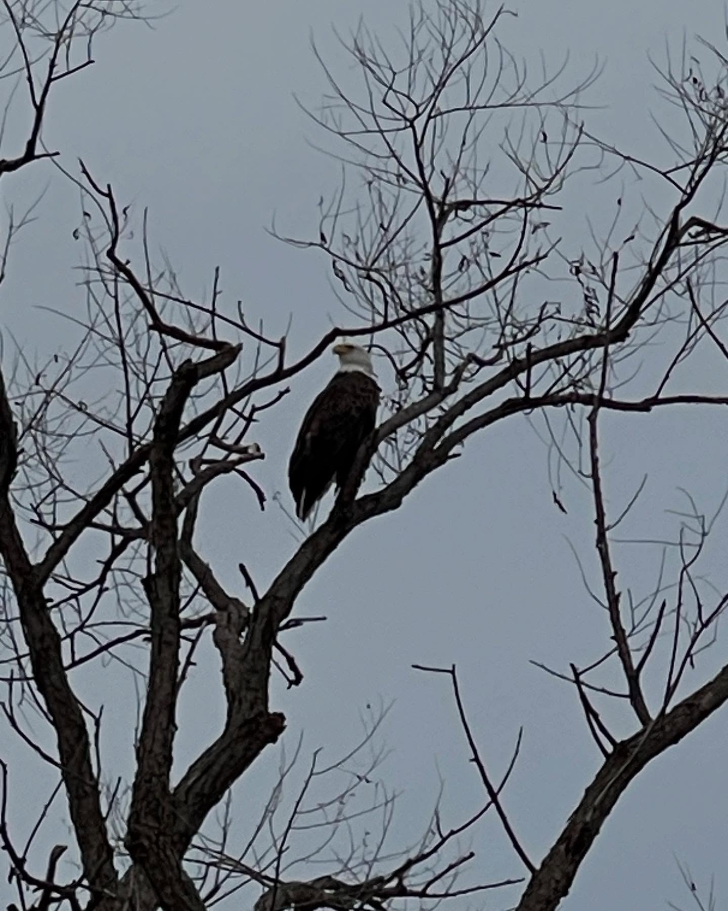 Nature reserve early morning!
#eagle #hawk #birdofprey #rabbit #bunny #squirrel #arbuckle #california #photography #californiaphotographer #birdwatching #earlymorning