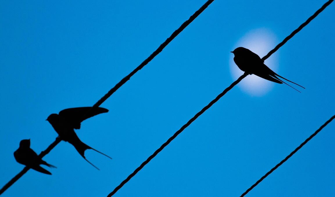 Back to the Scottish lowlands and highlands š² Iāve just wrapped up two Scottish Shores photo workshops in Edinburgh, with wonderful clients and terrific wildlife. It reminded me of my time living there 15 years ago, so here are a few from the archives;
šø Swallows silhouetted against the moon. Dumfries.
šø A rare Capercaillie in Aviemoreās pine forests.
šø Mute swans gliding through morning mists in Galloway.
šø A Pheasant skulking among ferns at NT Threave Estate, Dumfries.
šø A Mute Swan on a misty morning in Galloway.
Scotland is still magical, no matter how much time has passed. Which shot speaks to you the most?
#scotlandwildlife #naturelovers #cairngorms #dumfriesandgalloway #scotlandmagic #birdbrilliance #birdsofscotland #wildscotland #aviemore #capercaillie #muteswan #pheasant