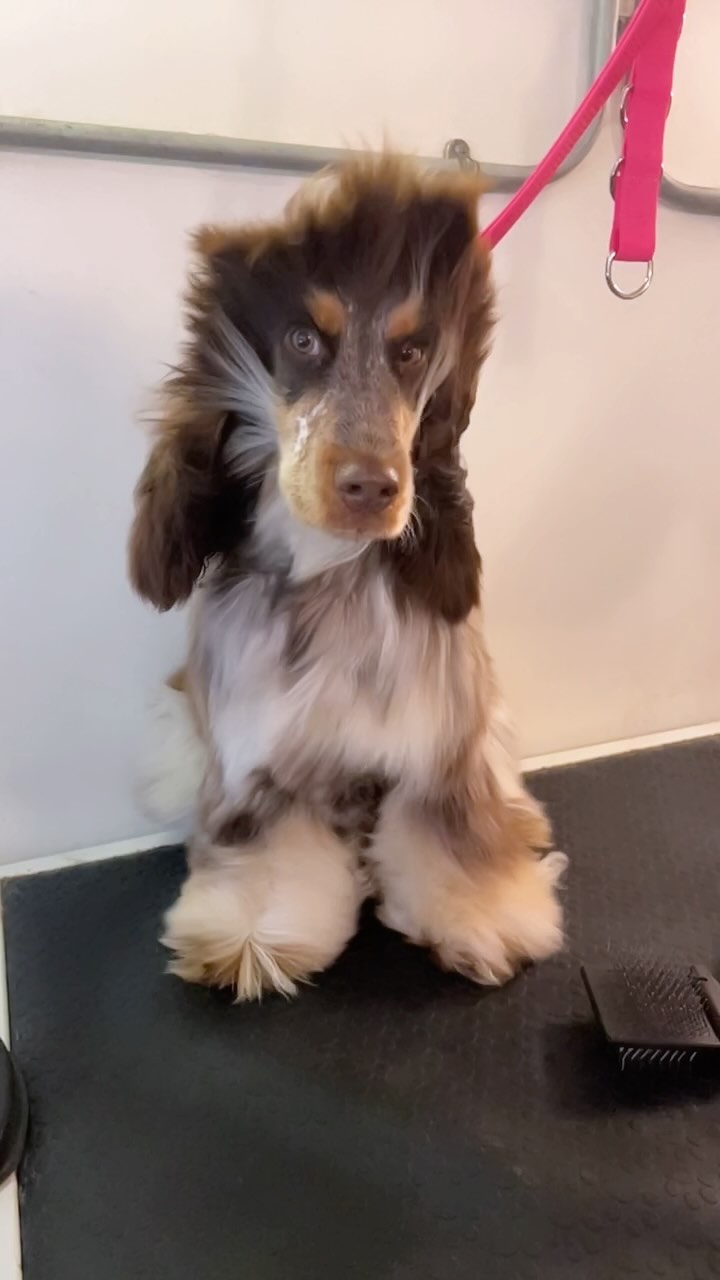 How absolutely gorgeous is Bertie getting his bath and blow dry 😂✨ His first ever groom too! So proud of him for being so good ❤️ #woofmans #woofmansdoggrooming #cockerspaniel #brighton #brightondogs #brightondoggroomers