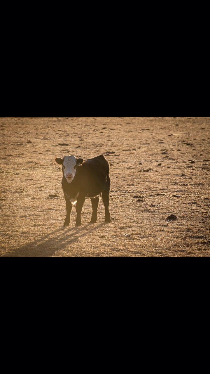 To all the individuals I saw this year,
To the ones who are no longer with us,
To the activists who rescued and cared for them,
To the sanctuaries that supported such efforts,
To the people who challenged my perspective,
Thank you.
To the animals, I will always look for you and share your stories.
Here’s to a 2025 full of courage and compassion.
May all be free from suffering!
✨🖤✨
#whatifwesawthem #animalphotojournalism #ahimsa
