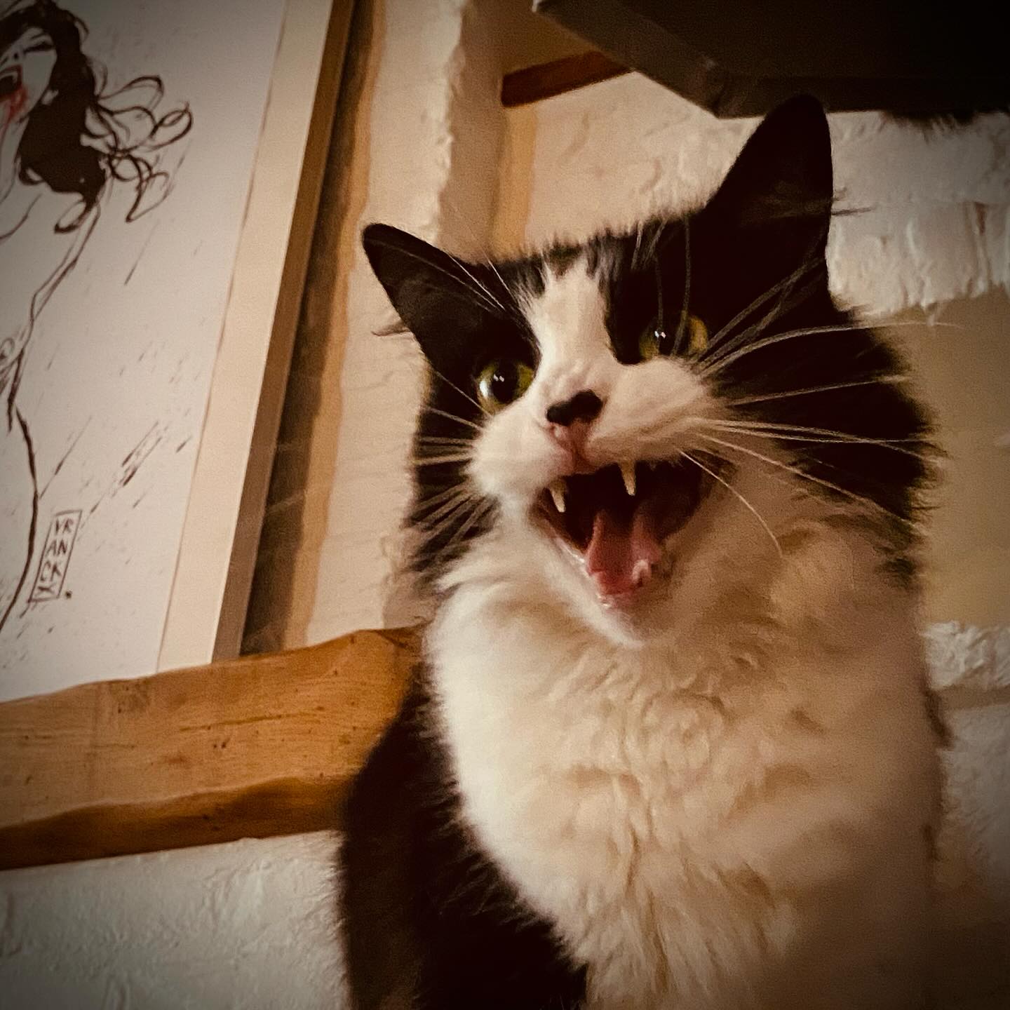 It’s been a tit bit quiet around here the last few months, hence we had to relocate our headquarters and get our shit back together.
It feels pretty good to finally settle down in a new ‘home’, while suiting up for a whole new chapter in the Lowie Catorze universe. 😺
We have reflected, renovated and redefined our boundaries, and are getting ready to get our shizzle online! So keep your eyes peeled, lot’s of fresh goodies are coming your way in 2025!
All the very very best from Bonnie, Clyde and myself!!
“Have you ever noticed, when you poop in an elevator,
that you are taking your shit to the next level? “ 😛