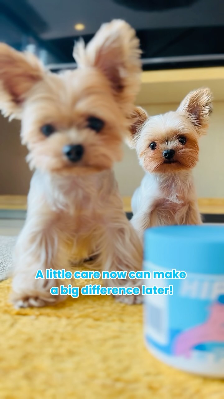 Start early, stay healthy! 🐾 Give your pups the joint support they deserve with Pawizon. Happy Yorkies, happy life! 🩵
#dogjointhealth #dogsupplements #dogsupplies #doghealth #dogofinstagram #yorkiegram #yorkiemom #yorkiepuppy #yorkielover #yorkielife