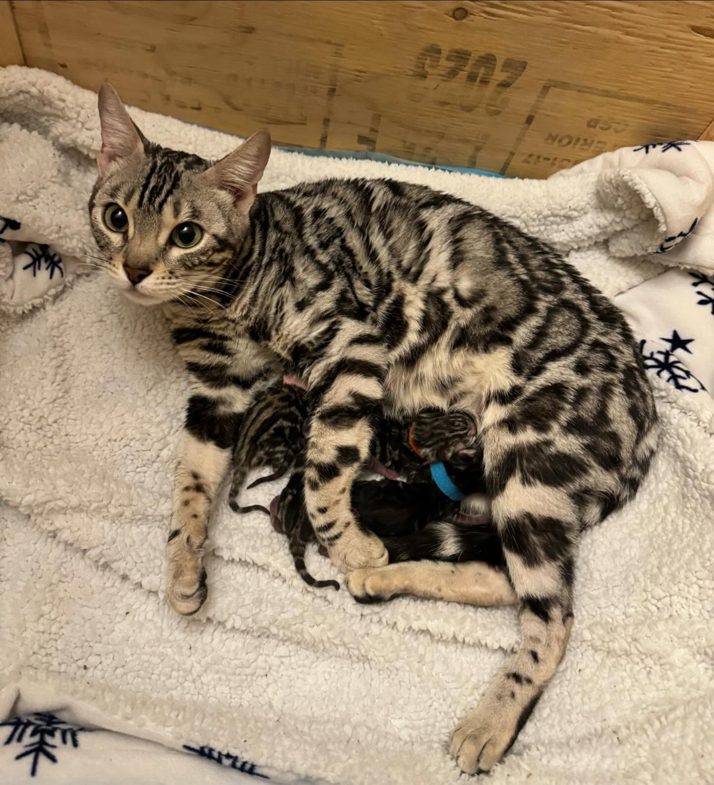 Zari surprised us with a beautiful litter of silver babies on January 2nd 😍
•
•
•
#bengal #bengalcat #bengalkitten #bengalbreeder #tica