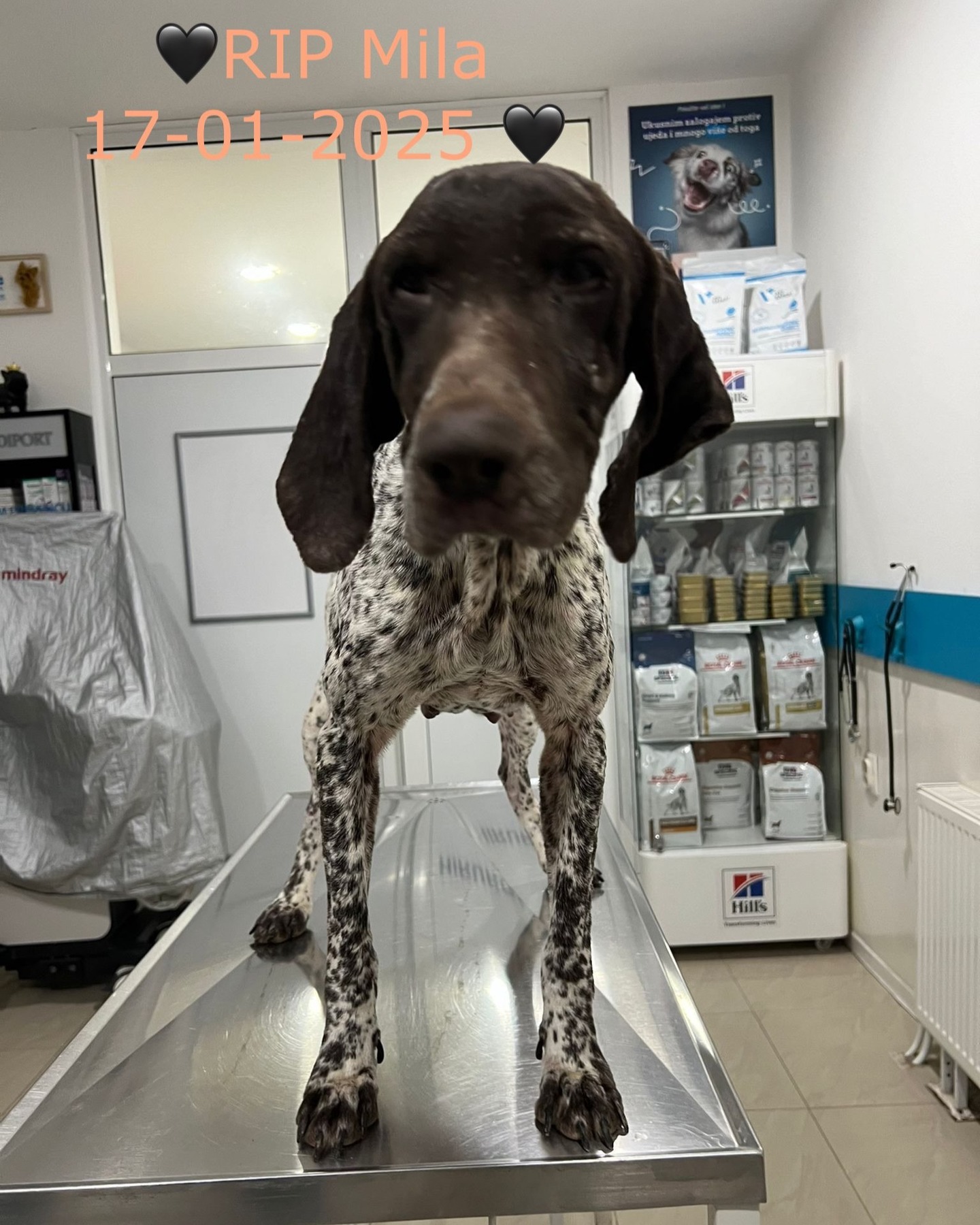 💔 R.I.P. sweet Mila. 💔
We knew that Mila was in bad shape when she was examined by the vets at the Pet Clinic at the end of December. She was very thin, she had Giardia and Anaplasmosis, she had a skin problem, she was positive for Covid and her pancreatic values were elevated. She was immediately given all the medication she needed and after a few days things seemed to be going a bit better with that sweetheart.
So the blow was even harder when we received the news this morning that she had passed away last night. 😢😢😢 In the last few days she became thinner, felt increasingly ill and eventually the inflammation of the pancreas was fatal to her.
Of course we know that we cannot save all dogs, but when we do not succeed it makes us very sad. We know what a beautiful life the dogs can still have when they are adopted and we want that for them so much…
For Mila it was not meant to be. 💔💔.
#dontshopadopt#gspoftheday #gspcommunity#germanshorthairedpointerlovers #germanshorthairedpointerlovers #pointerlovers #gspcommunity #pointerlove #germanshorthairedpointer #birddog #pointersofinstagram #gsprescue #gspworld #gsp #gsplife #gsploverig #gsplovers #gspsofinstagram #gspuniverse @lydia_lidach #rescuedog #rescuedogsofinstagram #rescuedismyfavoritebreed#deutschkurzhaar