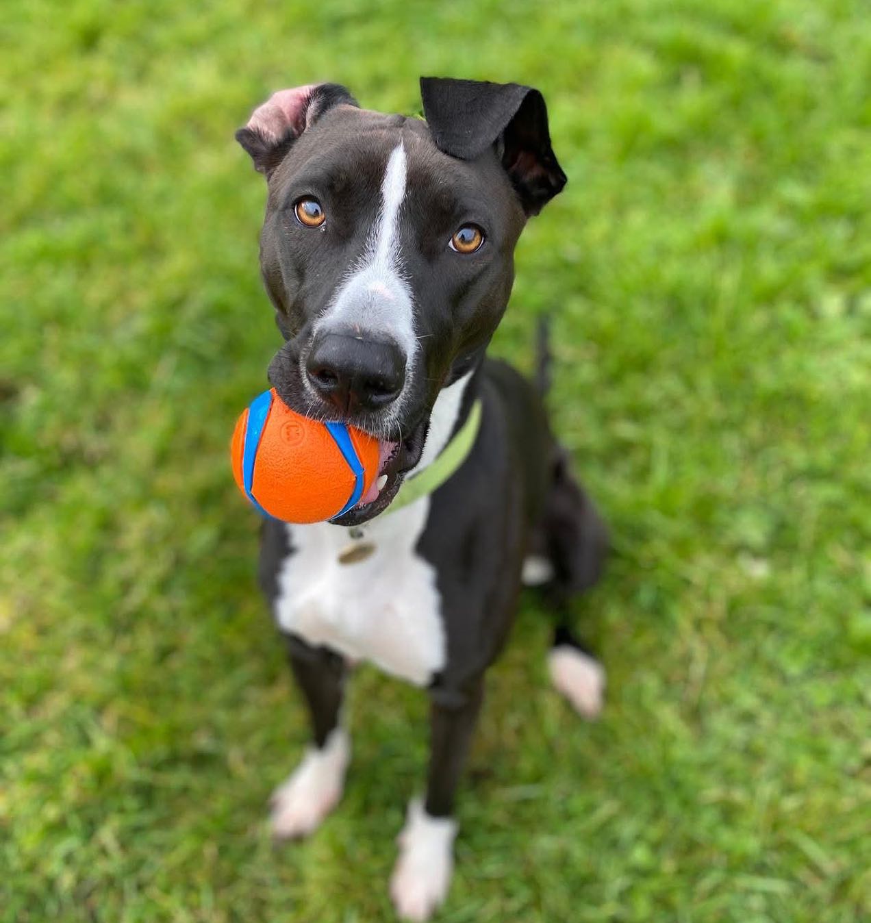When your eyes match your favourite ball 🧡 #fetchislife
#throwtheballalready #dogshavingfun #dogboardingbusiness #dogwalkerlife #doglovers