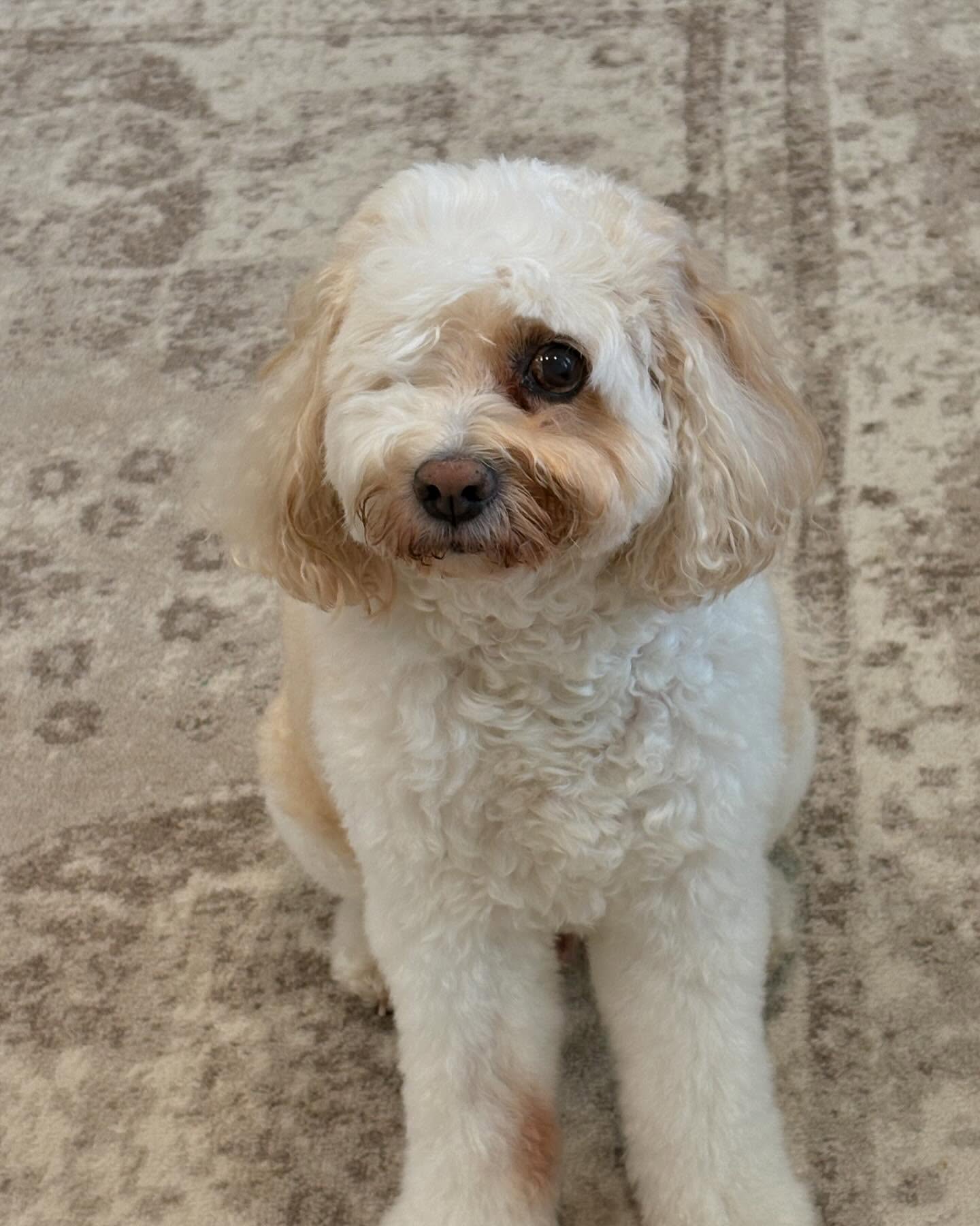 I loved you for your entire life and I will miss you for the rest of mine. BENJI xx