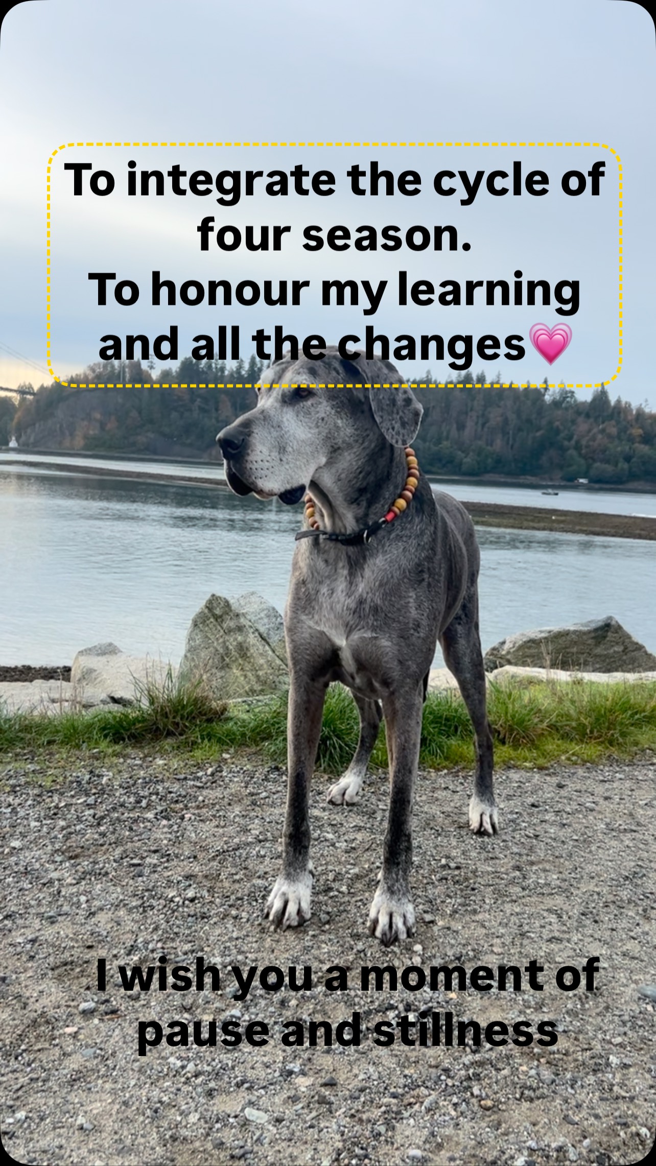 Beginnings and endings as the new year comes 🕯️. Lots to celebrate, honour, mourn and laugh through. #traumawisdom #registeredclinicalcounsellor #handstoheart #medicaltrauma